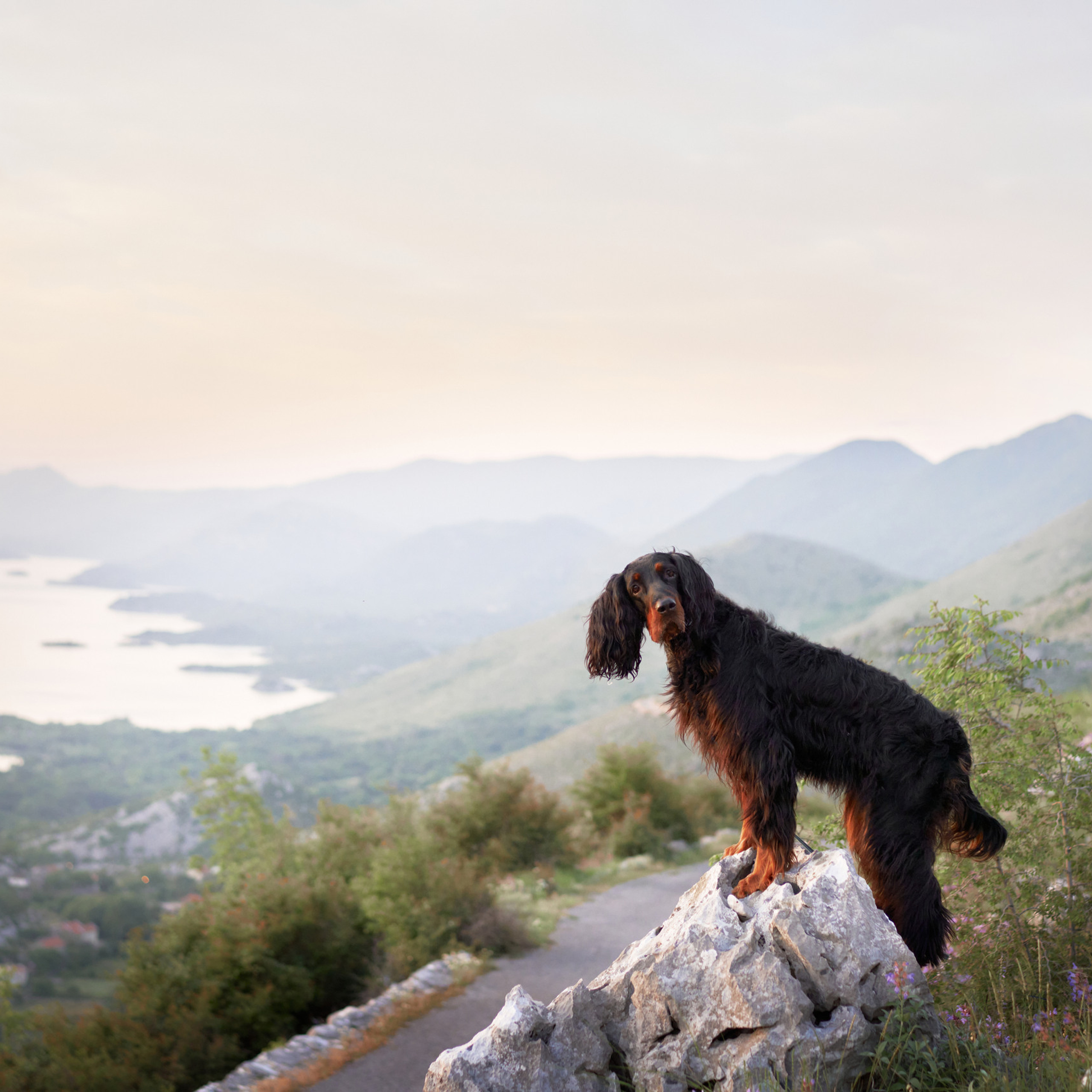 Reviews about the photographer Anna Averianova. Dog photographer from. Dog photographer Averianova Anna — Art photography of dogs