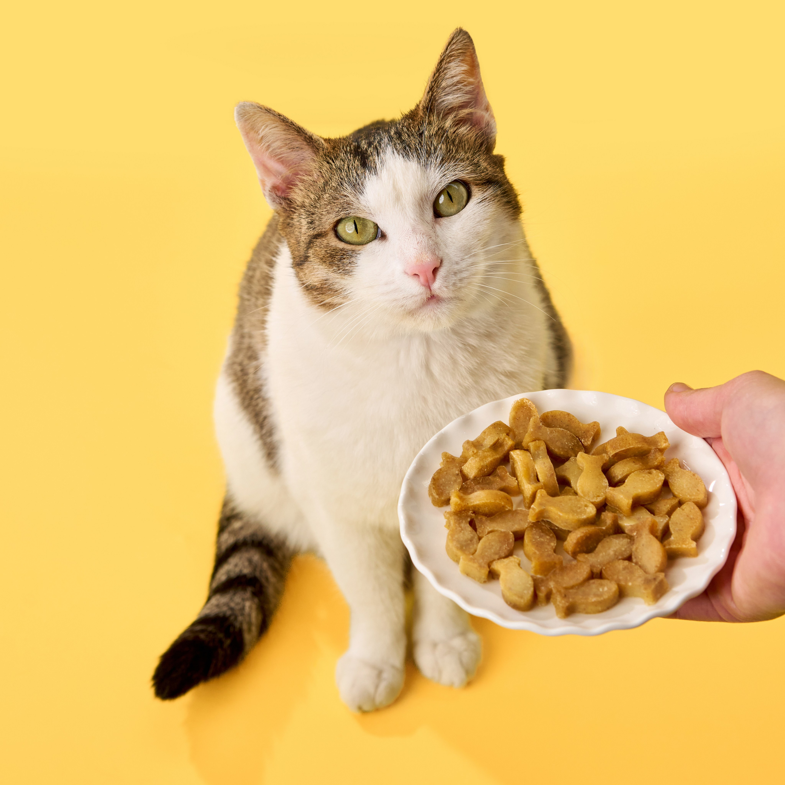 Reviews about the photographer Anna Averianova. Dog photographer from. Dog photographer Averianova Anna — Art photography of dogs