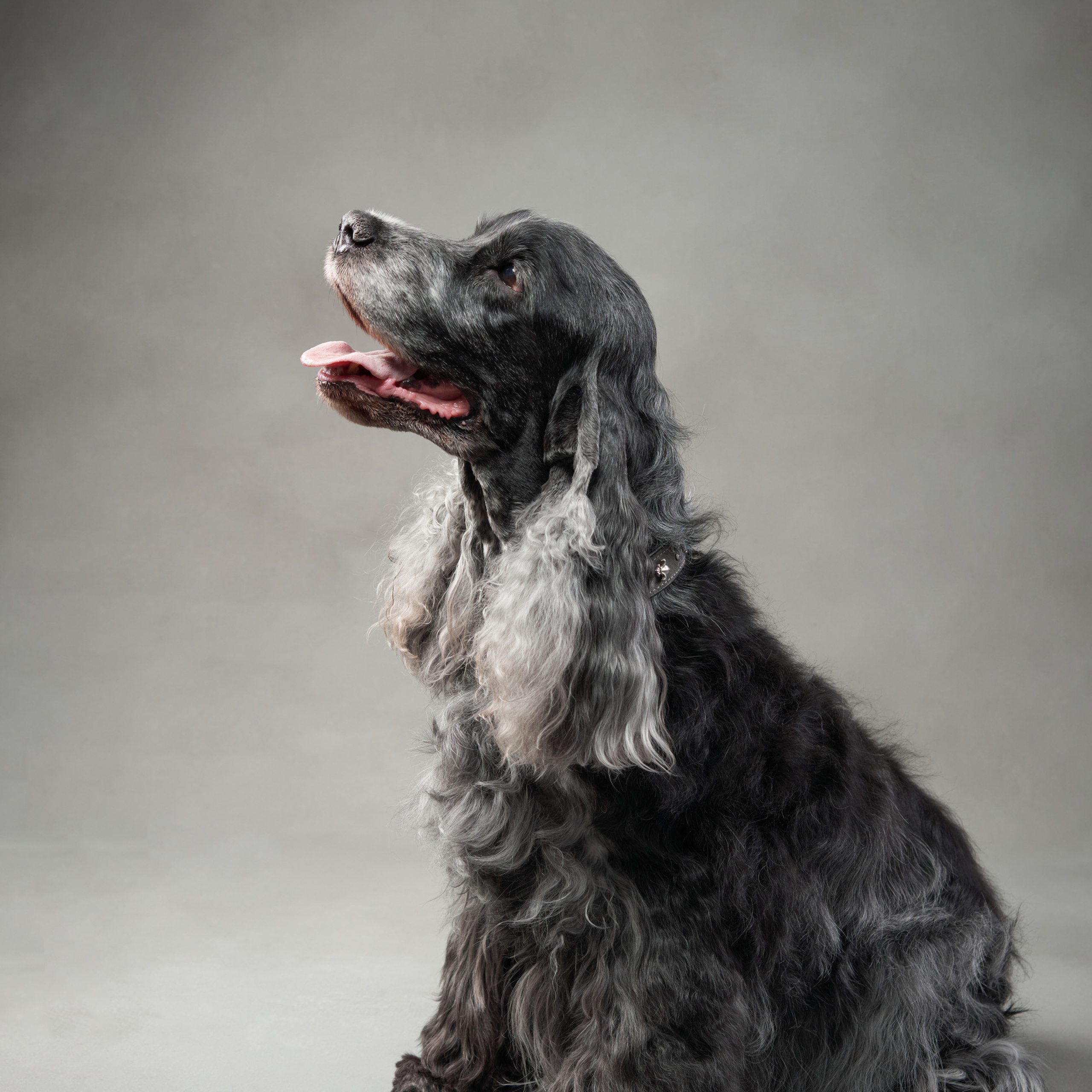 Reviews about the photographer Anna Averianova. Dog photographer from. Dog photographer Averianova Anna — Art photography of dogs