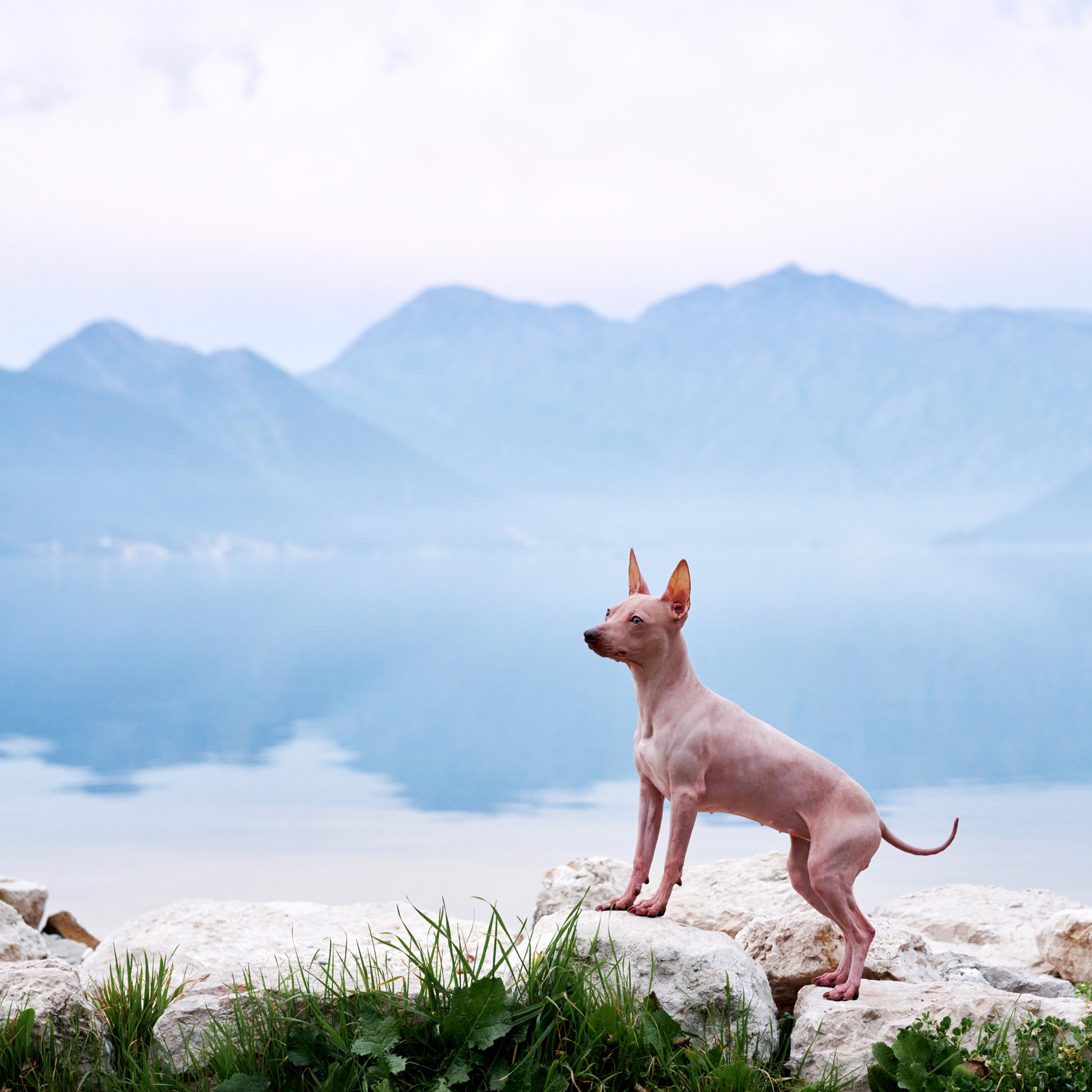 Reviews about the photographer Anna Averianova. Dog photographer from. Dog photographer Averianova Anna — Art photography of dogs