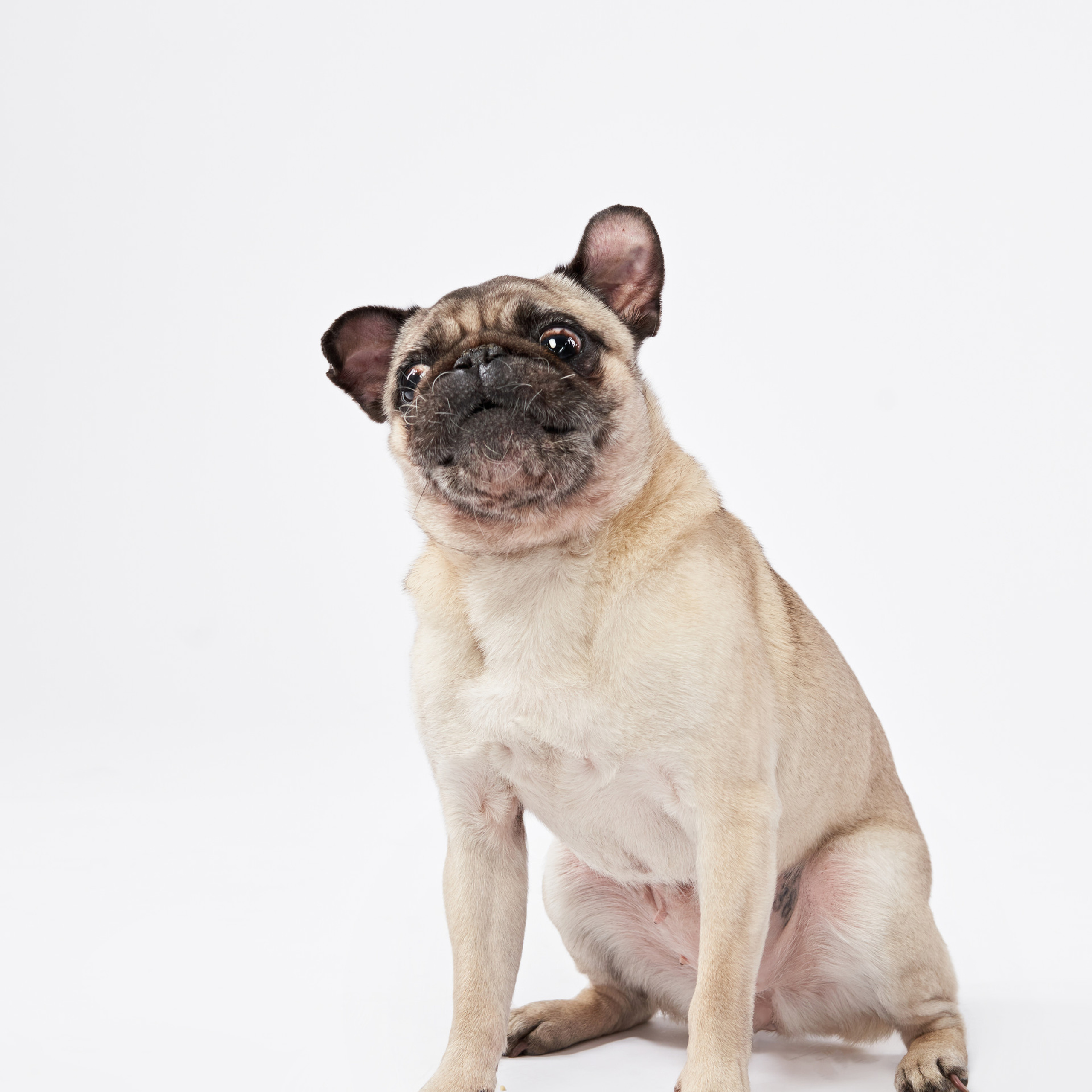 Reviews about the photographer Anna Averianova. Dog photographer from. Dog photographer Averianova Anna — Art photography of dogs