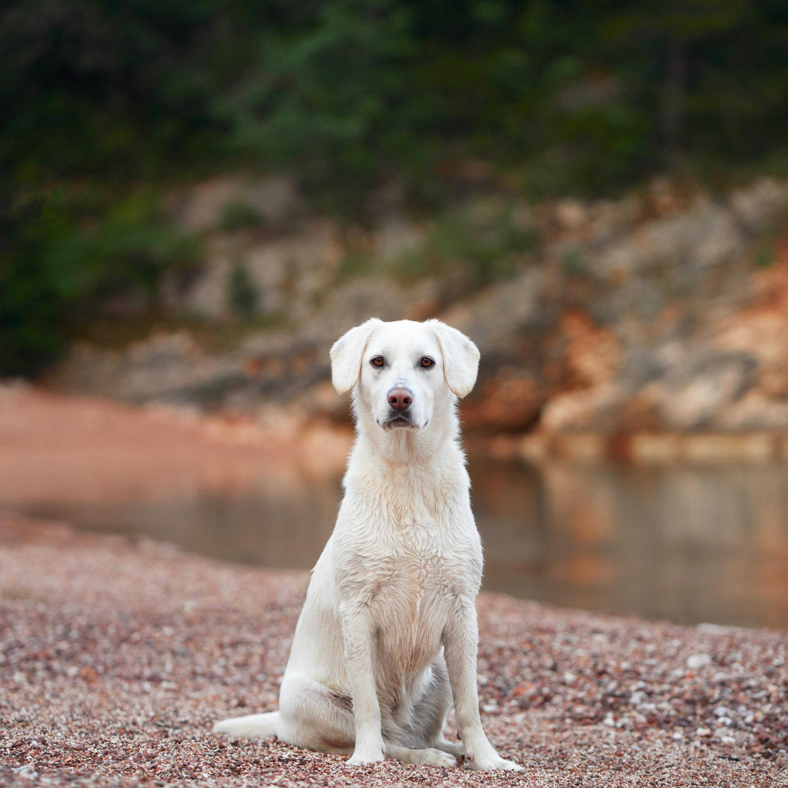 Reviews about the photographer Anna Averianova. Dog photographer from. Dog photographer Averianova Anna — Art photography of dogs