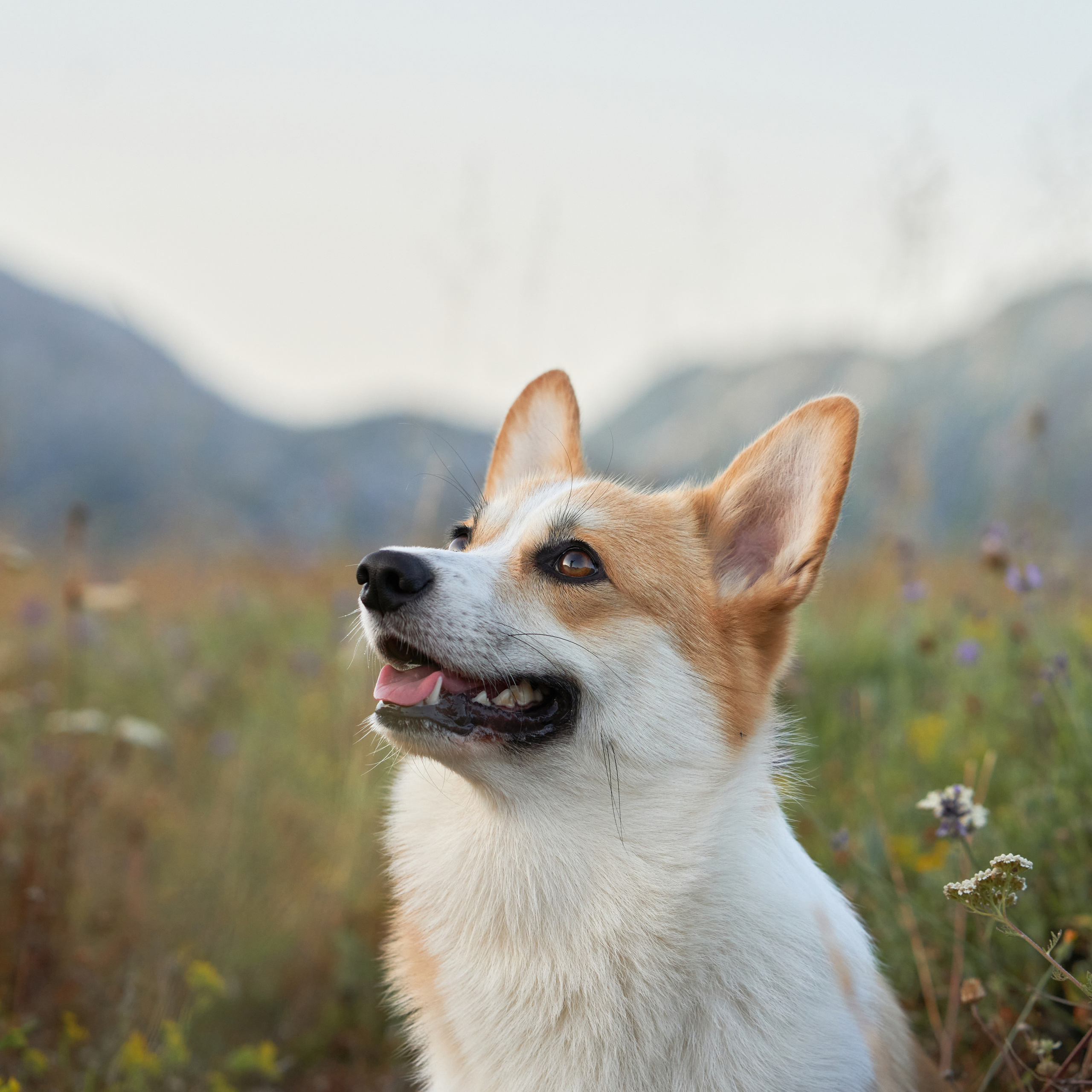 Reviews about the photographer Anna Averianova. Dog photographer from. Dog photographer Averianova Anna — Art photography of dogs