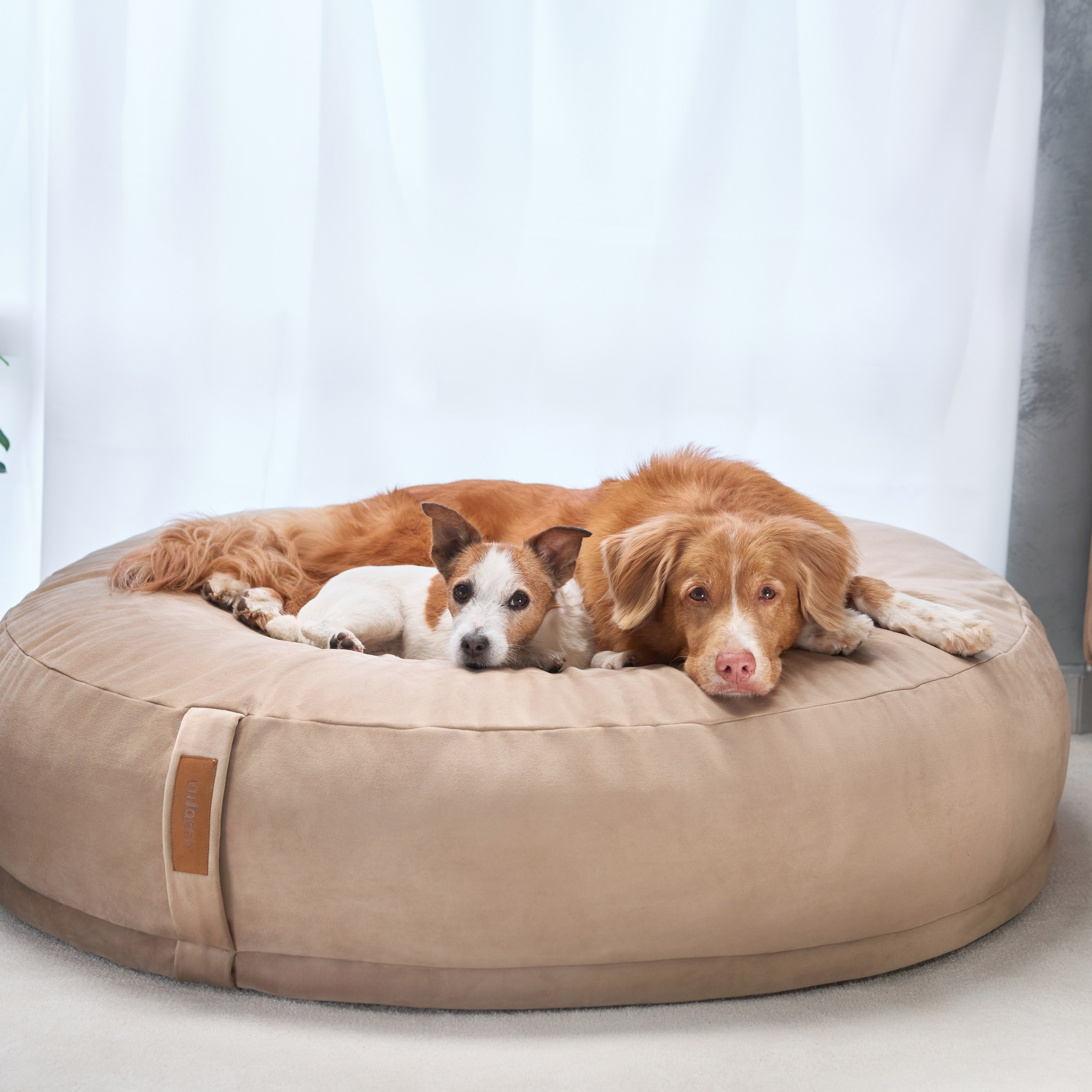 Reviews about the photographer Anna Averianova. Dog photographer from. Dog photographer Averianova Anna — Art photography of dogs