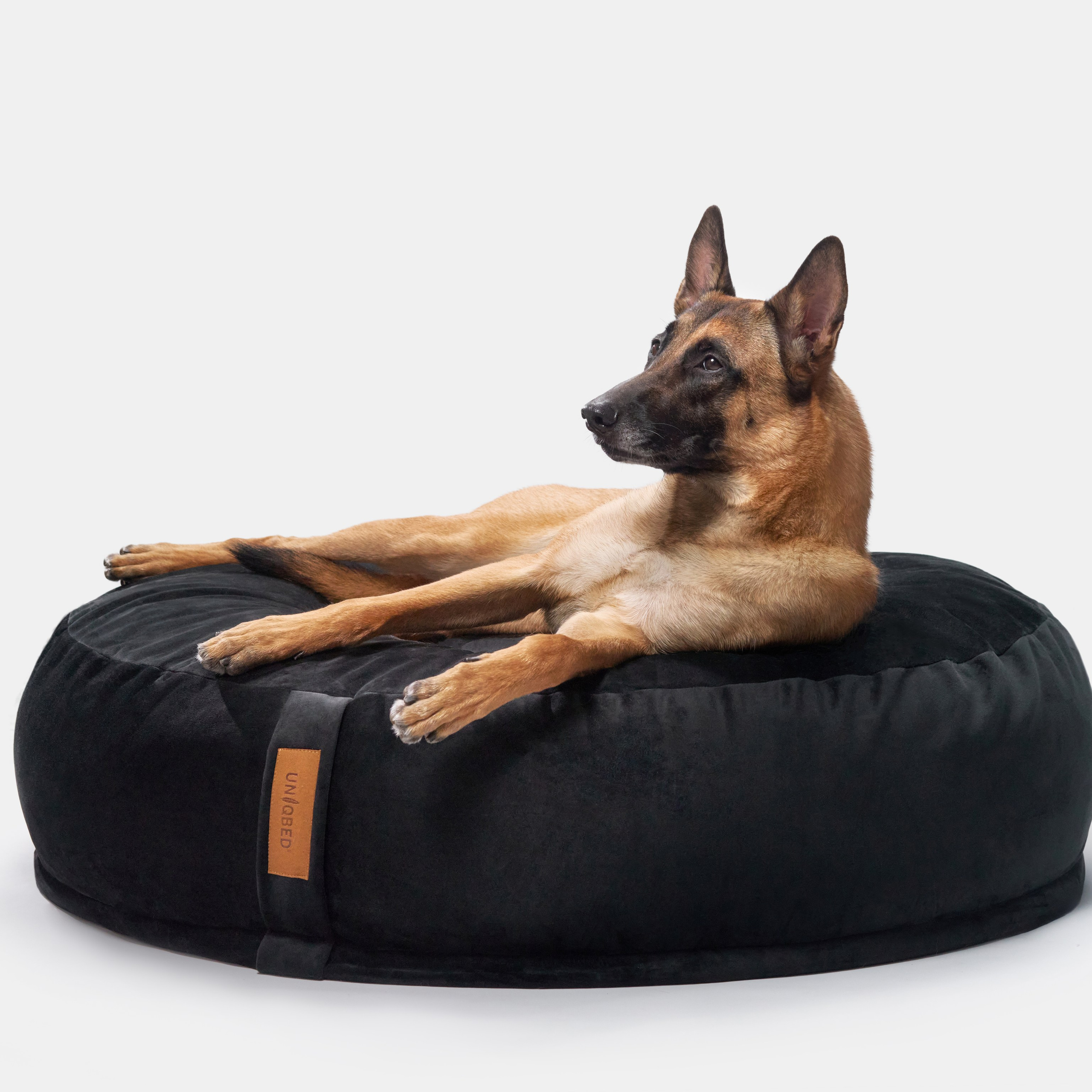 Reviews about the photographer Anna Averianova. Dog photographer from. Dog photographer Averianova Anna — Art photography of dogs