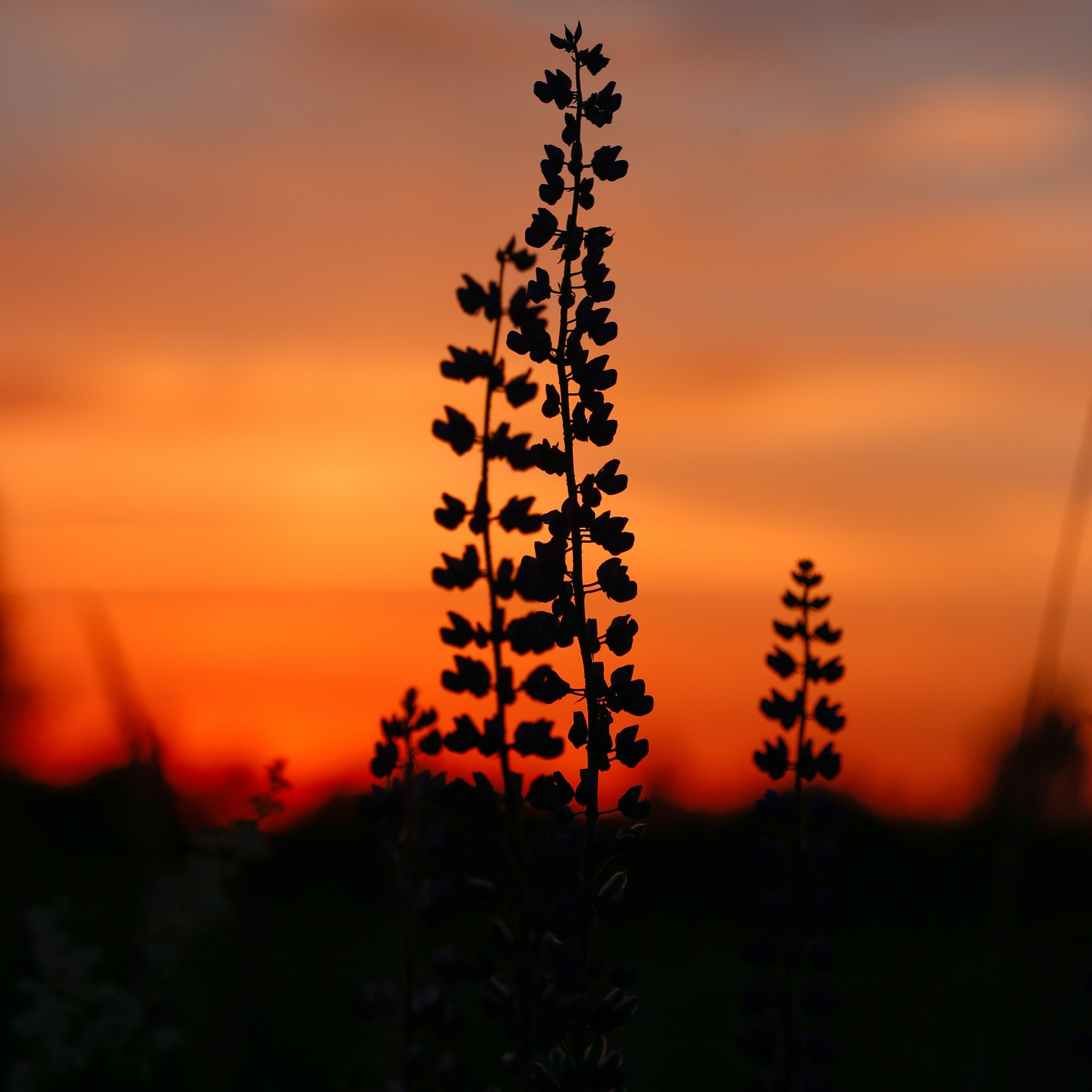 Среди люпинов