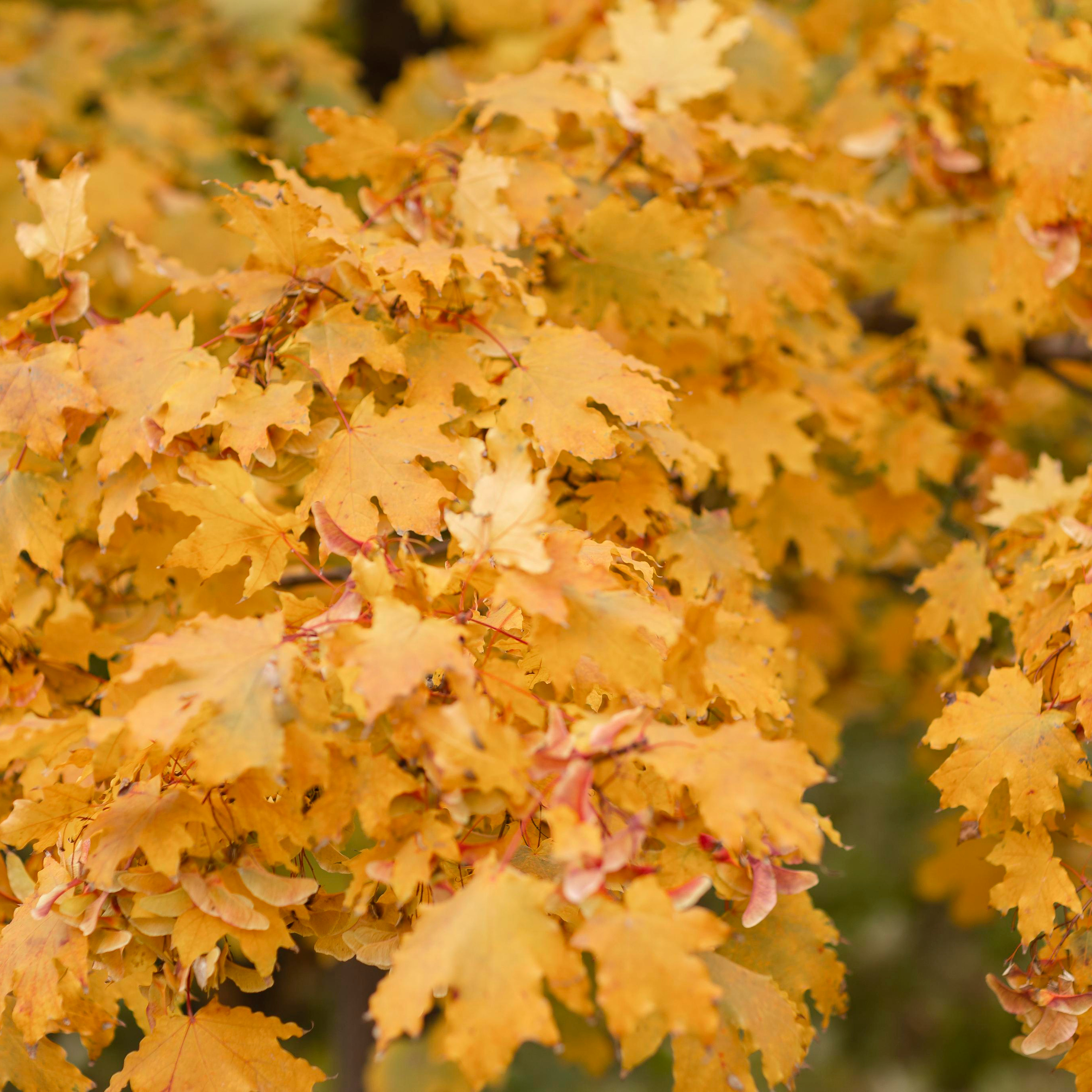 Отзывы. Семейный и детский фотограф Ростов-на-Дону