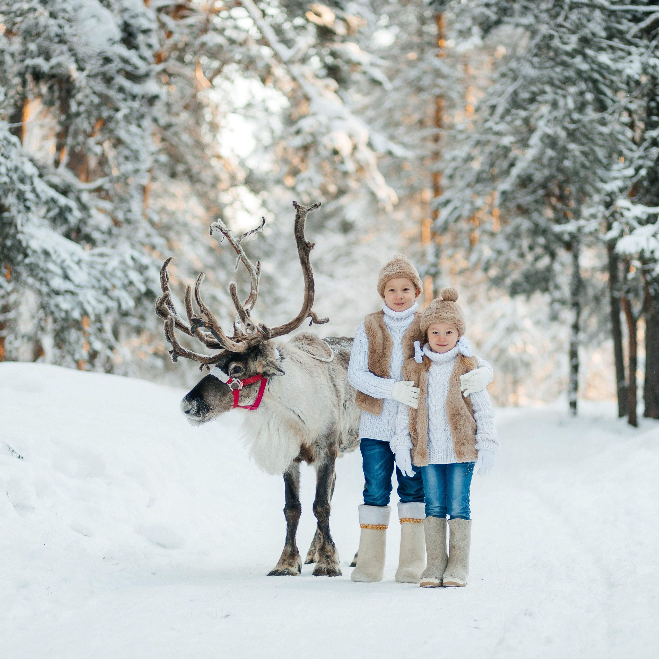 СЕВЕРНЫЙ ОЛЕНЬ
