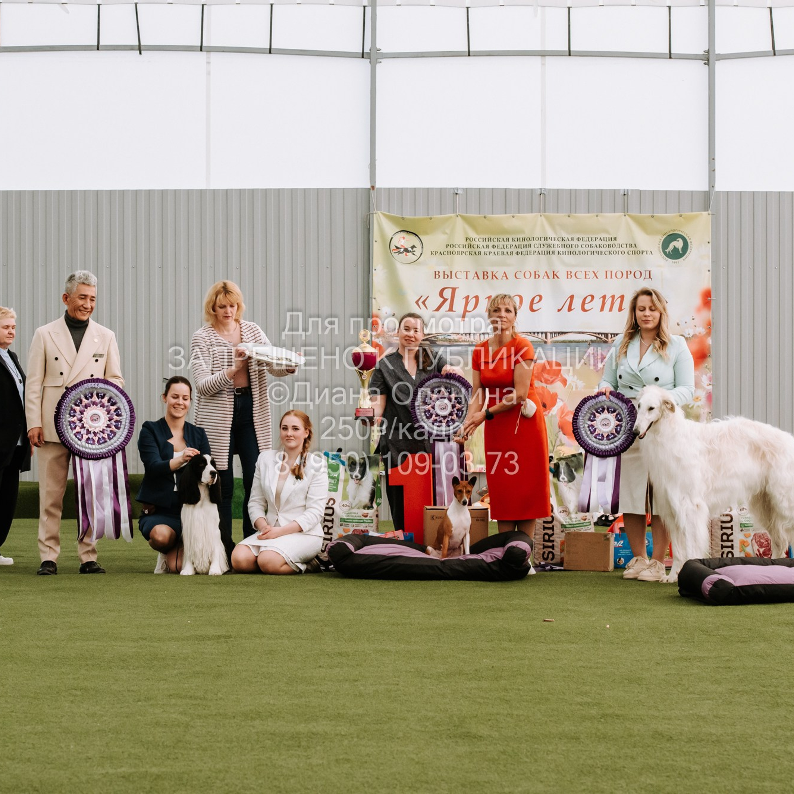 Выставка собак Красноярск 2.06