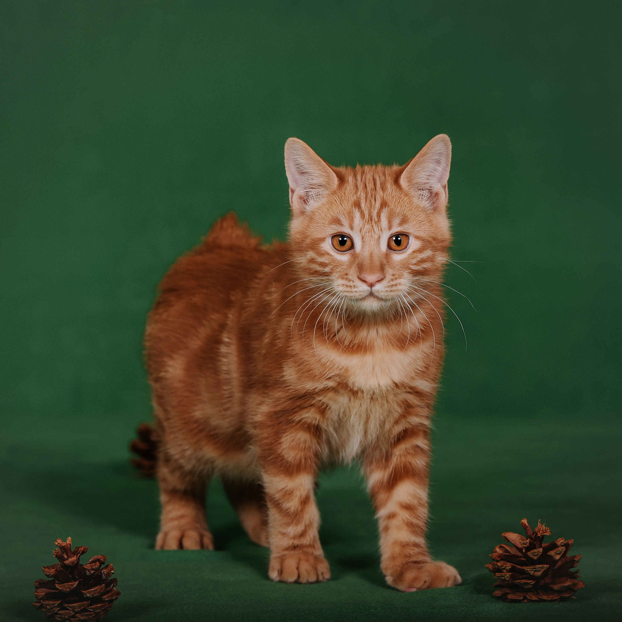 Курильский бобтейл