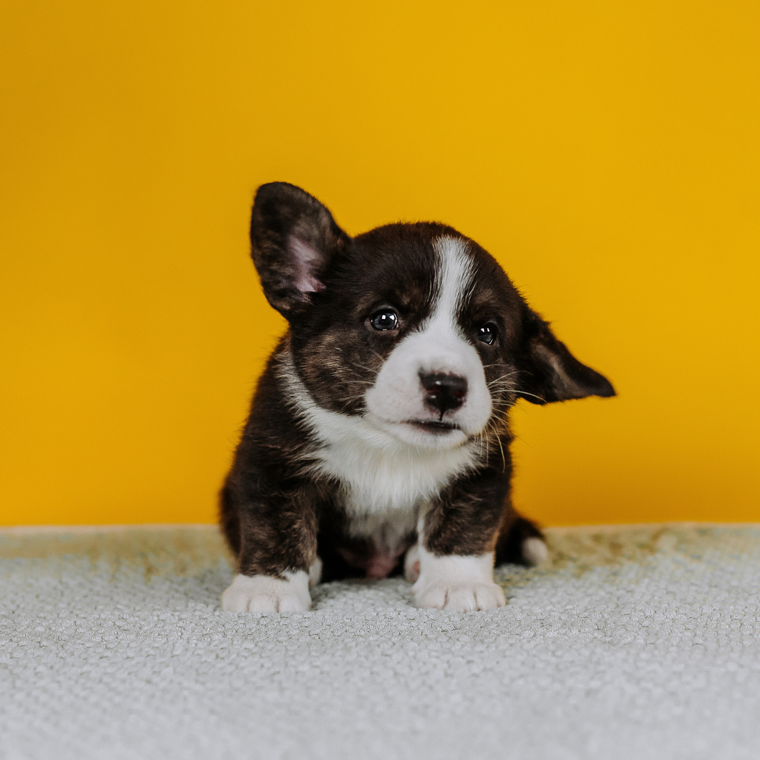 Вельш корги кардиганы