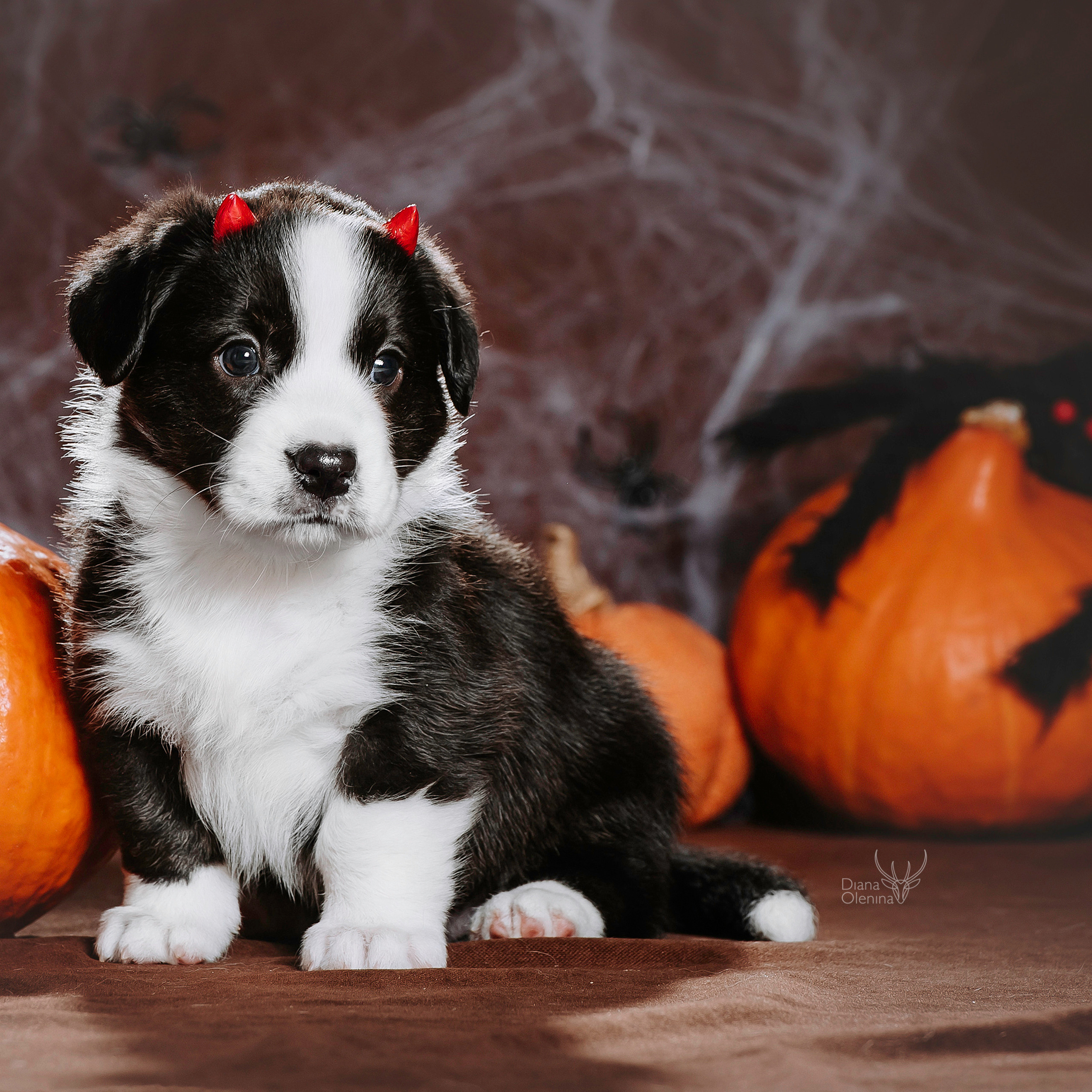 Помет Вельш Корги Кардиган