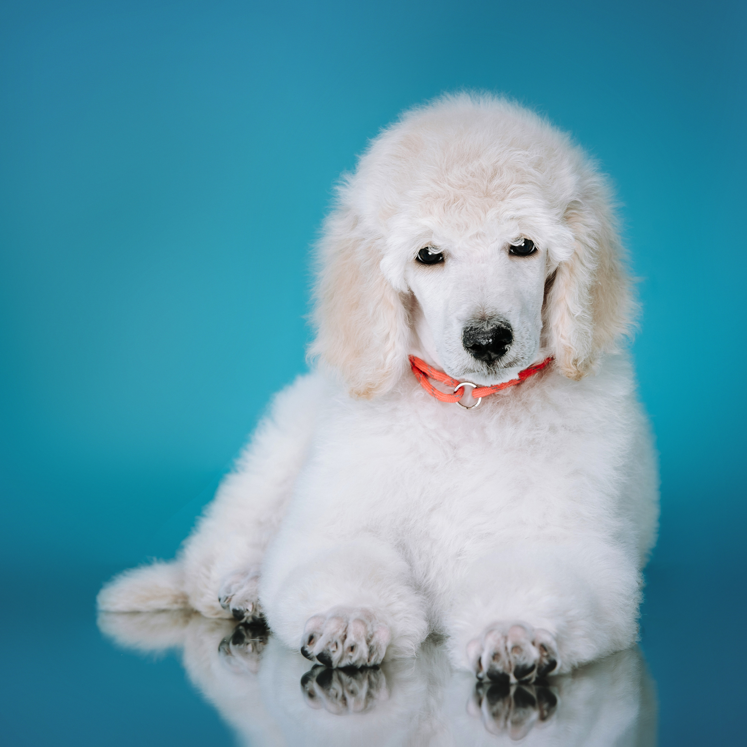 Большой королевский пудель