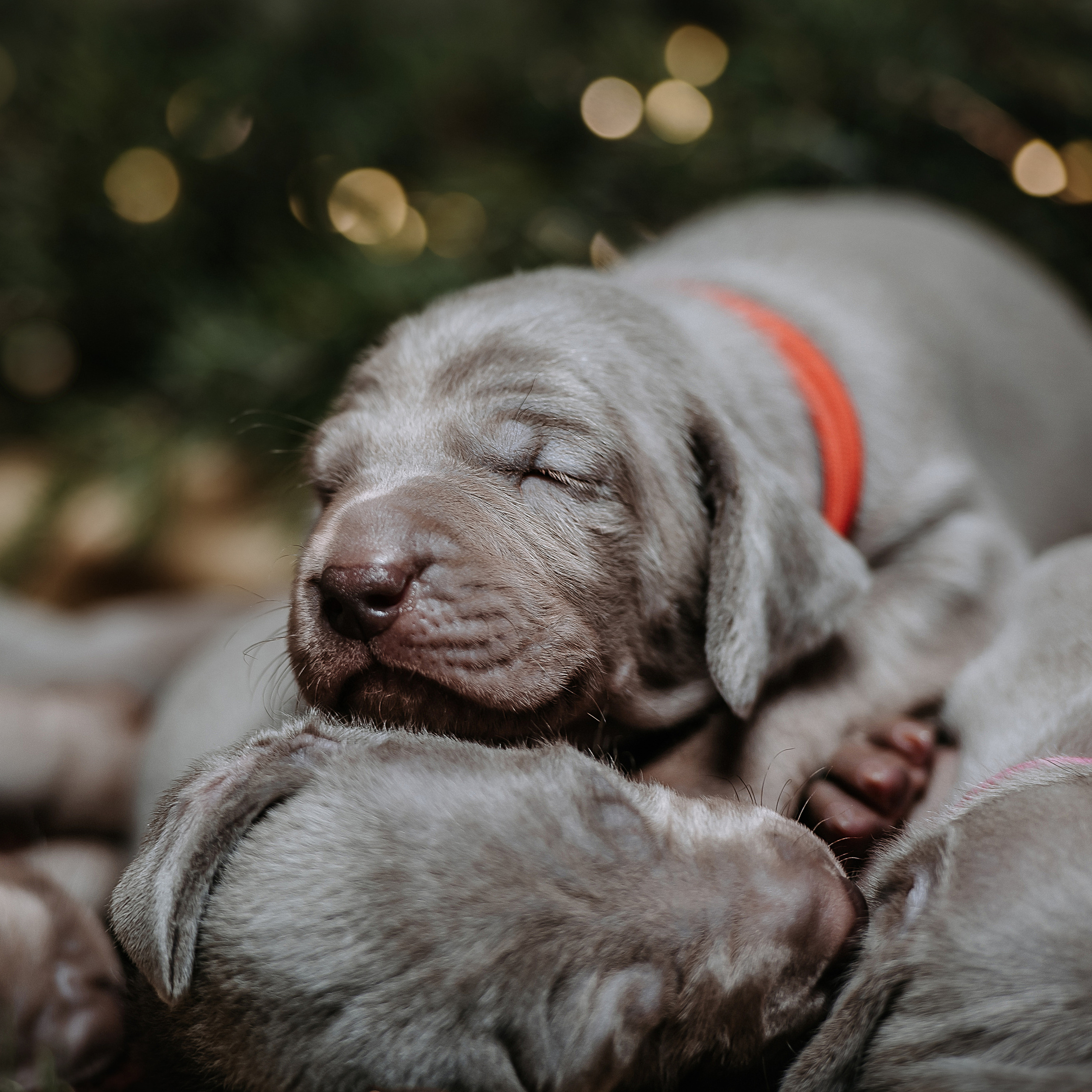 Веймарские легавые