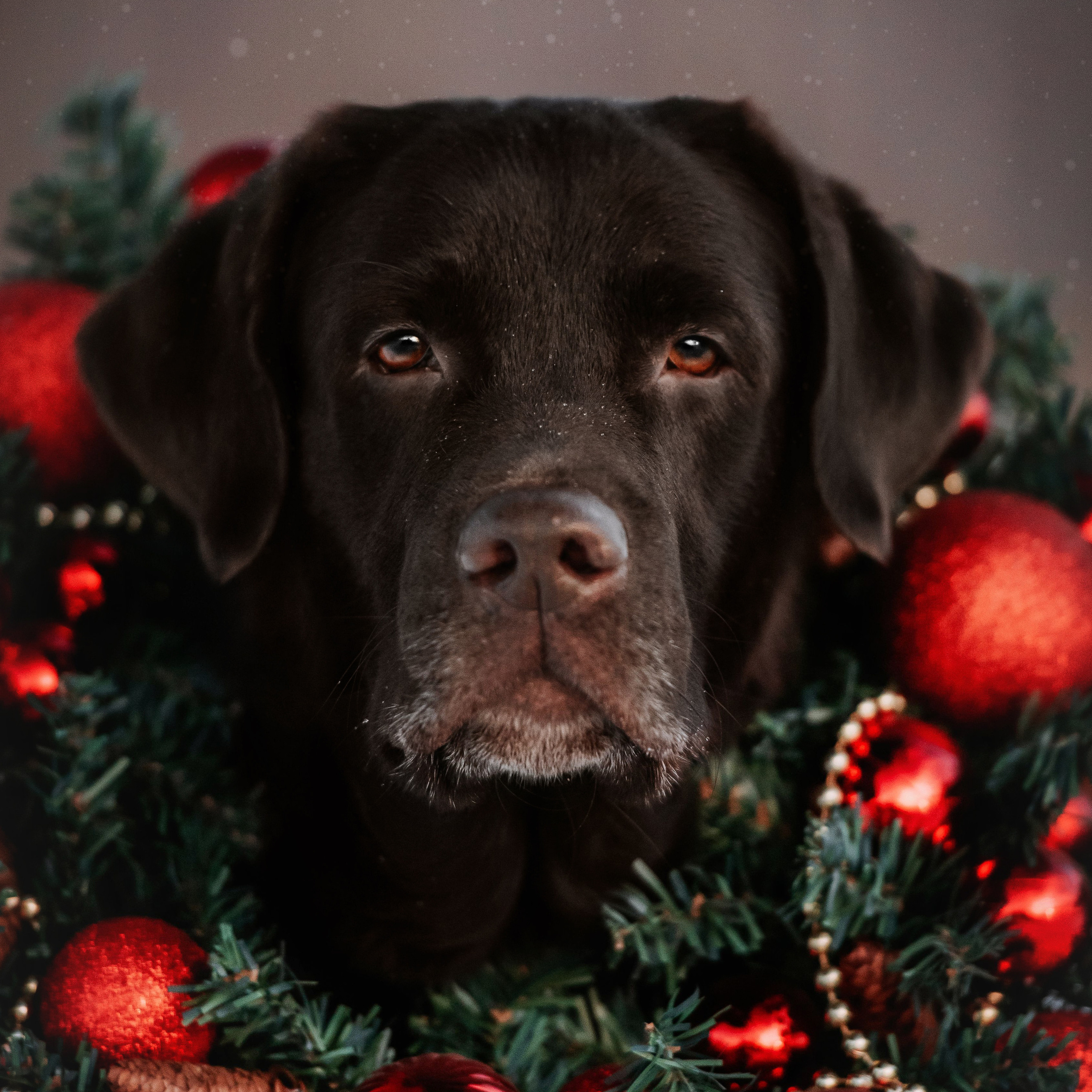 Портреты животных