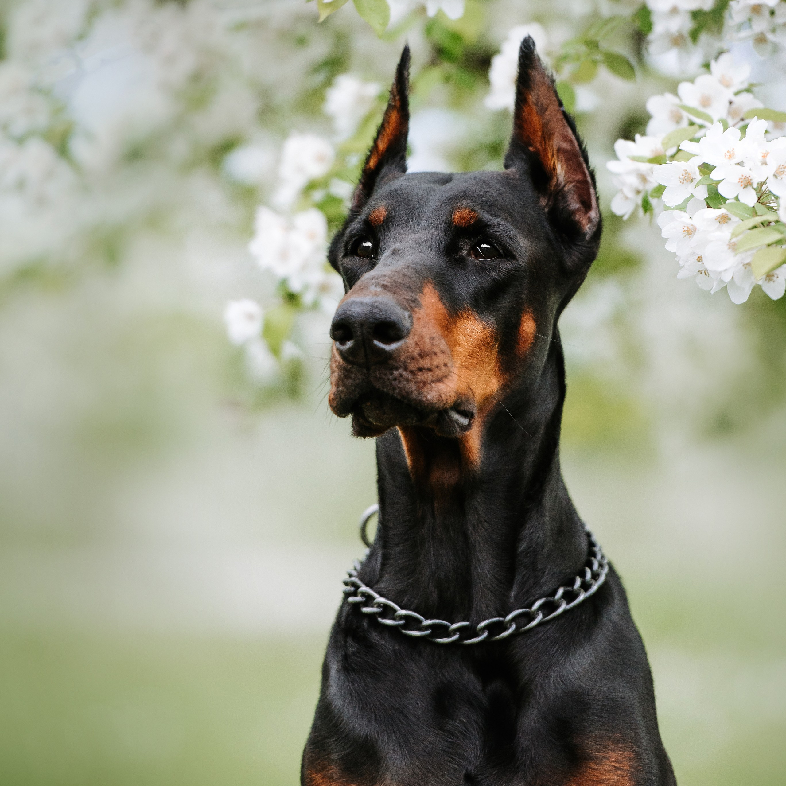 Собаки уличные