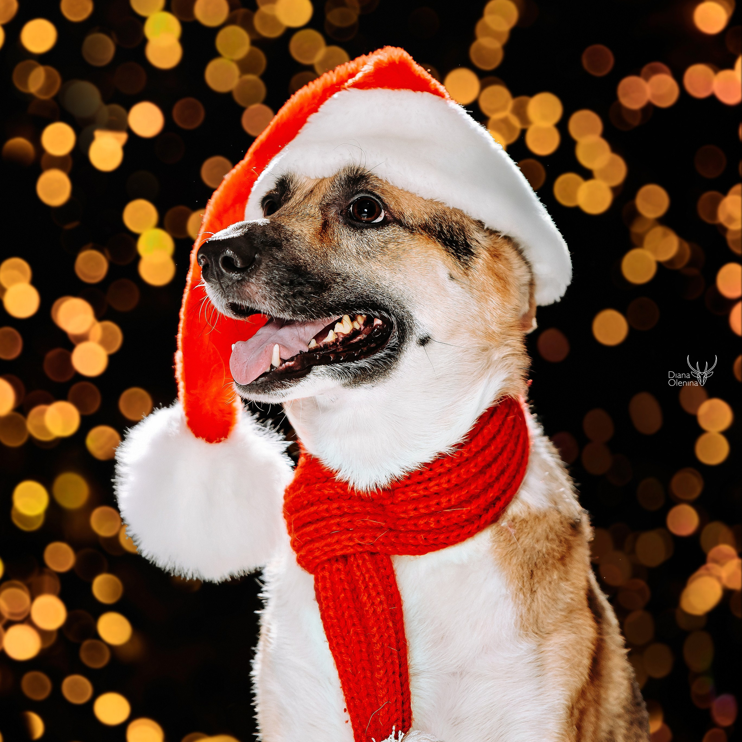 Собаки фоны