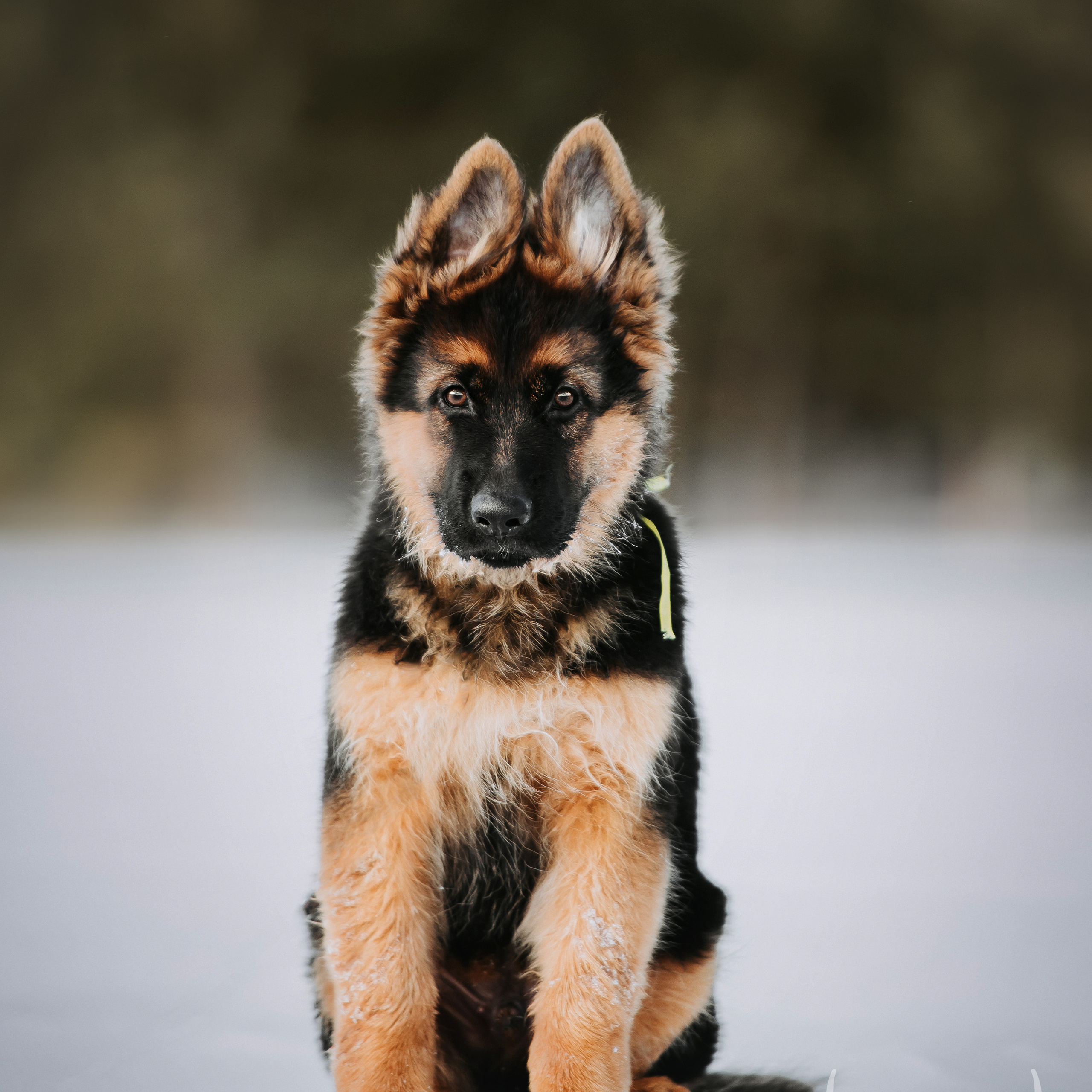 Немецкие овчарки