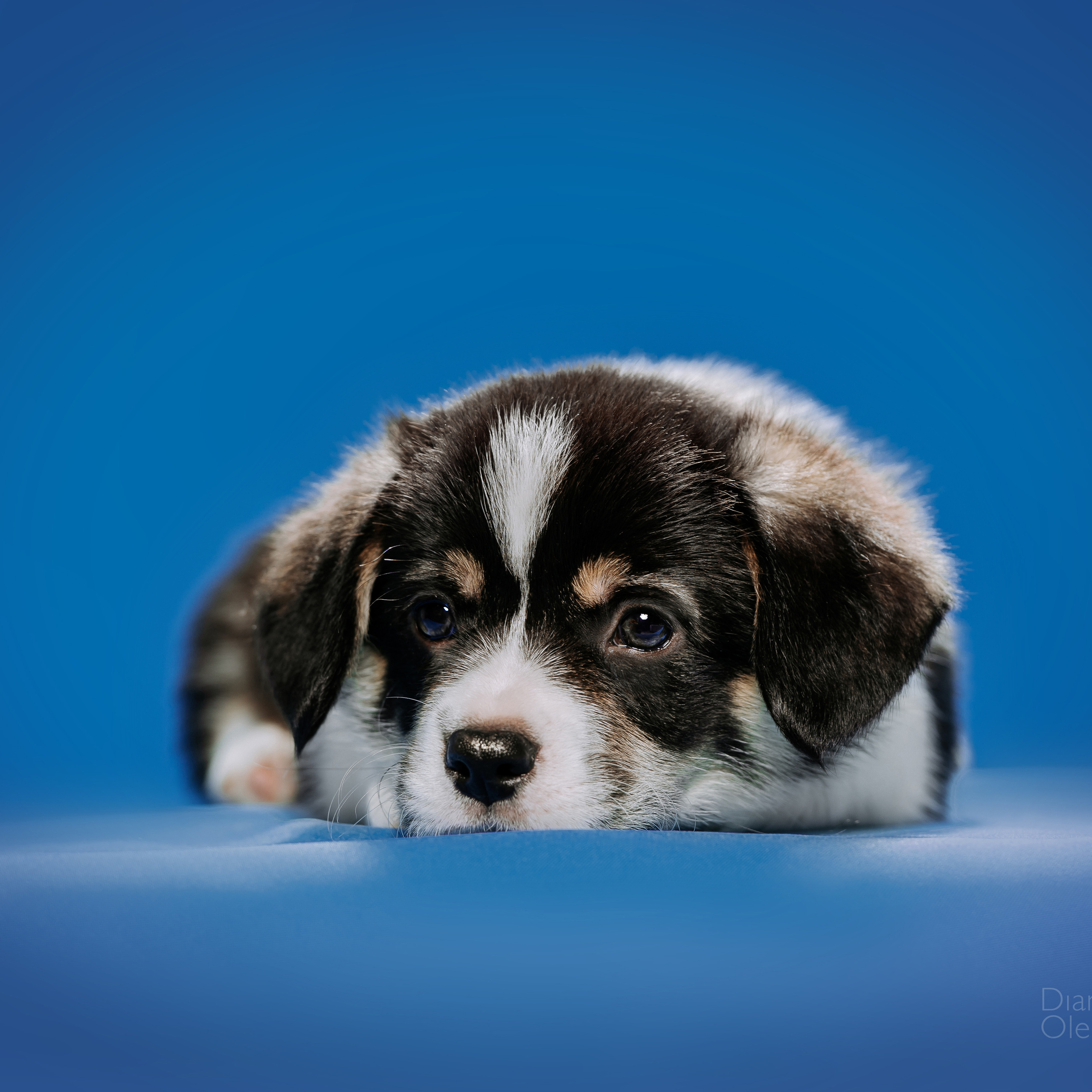 Вельш корги пемброк