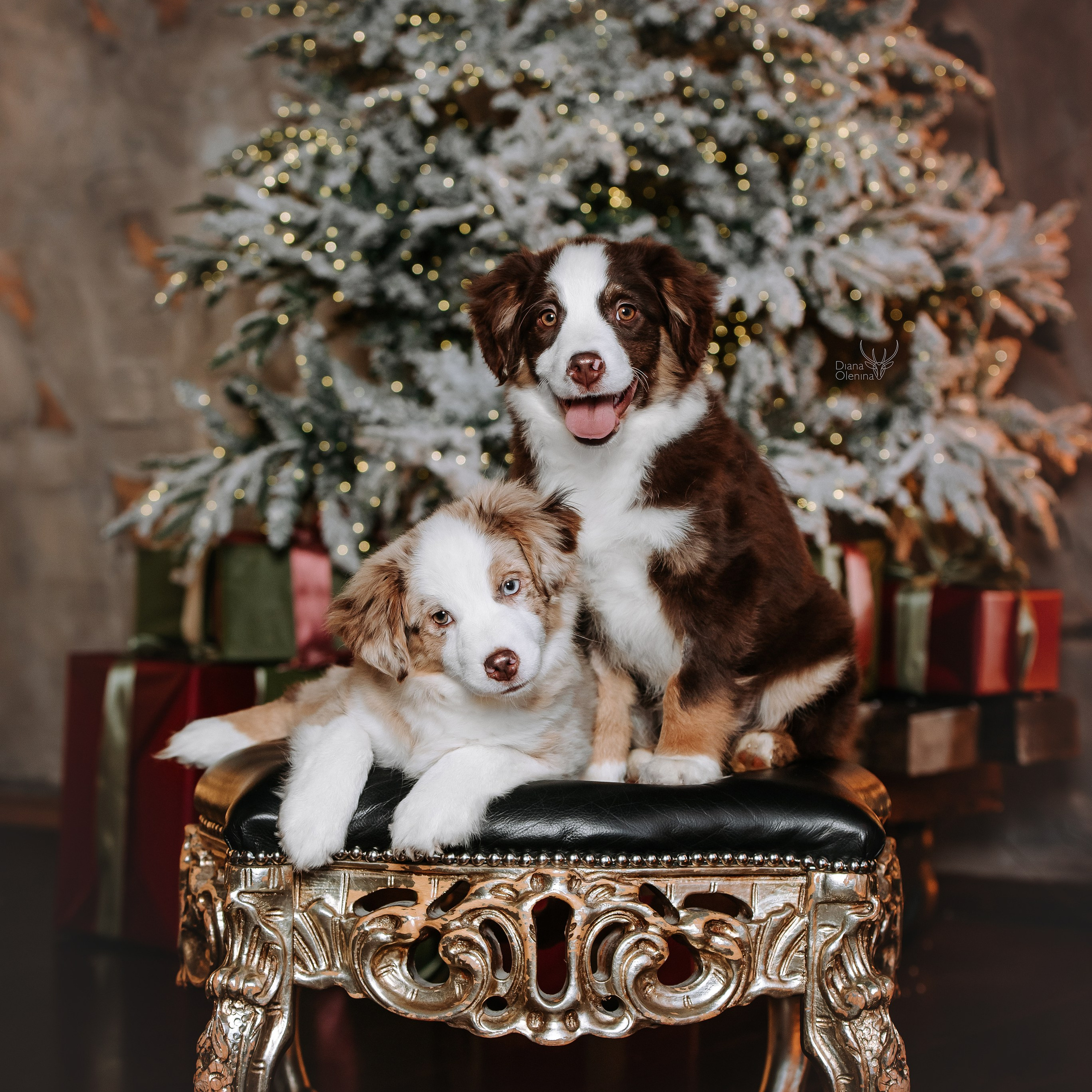 Собаки студия