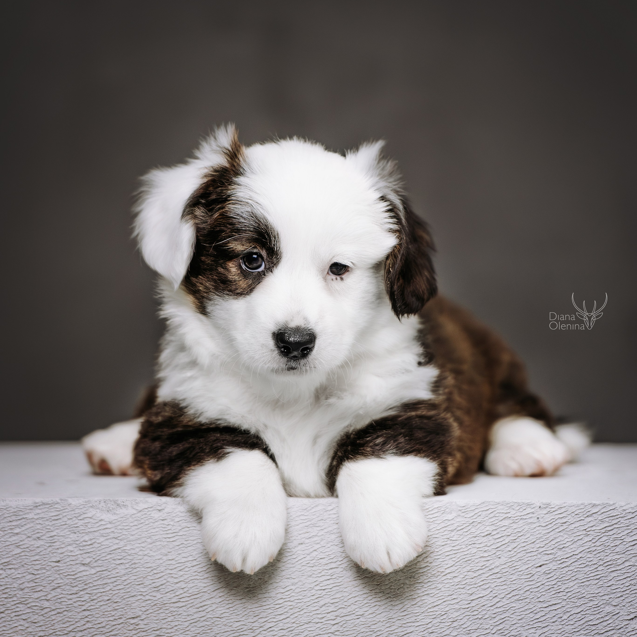 Помет Вельш Корги Кардиган