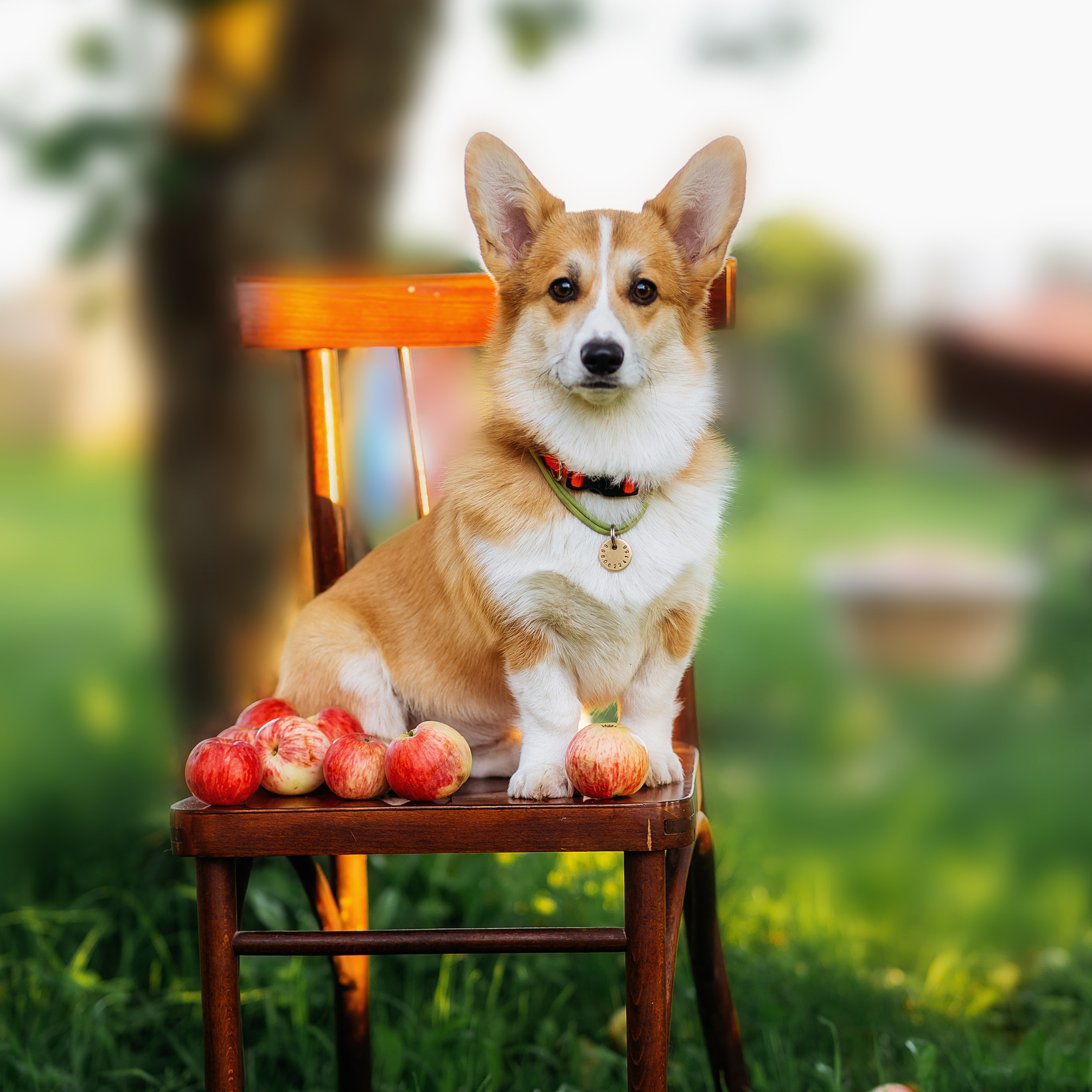 Джози и яблоки