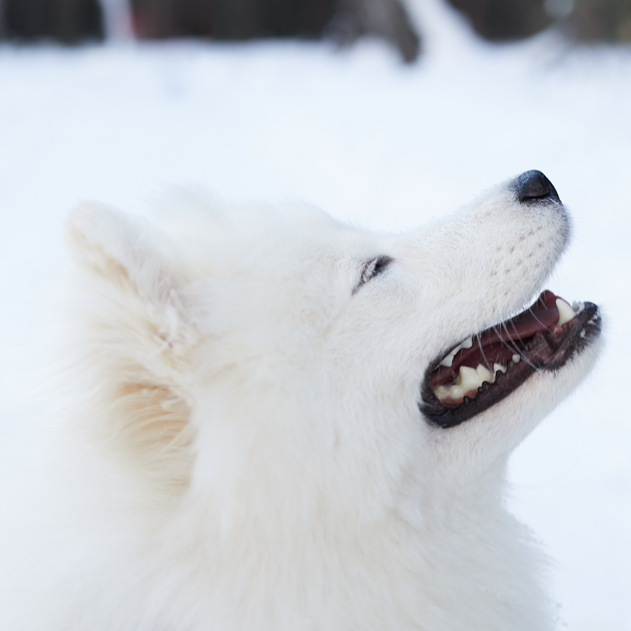 Отзывы. Danna Dark. Фотограф | Красноярск