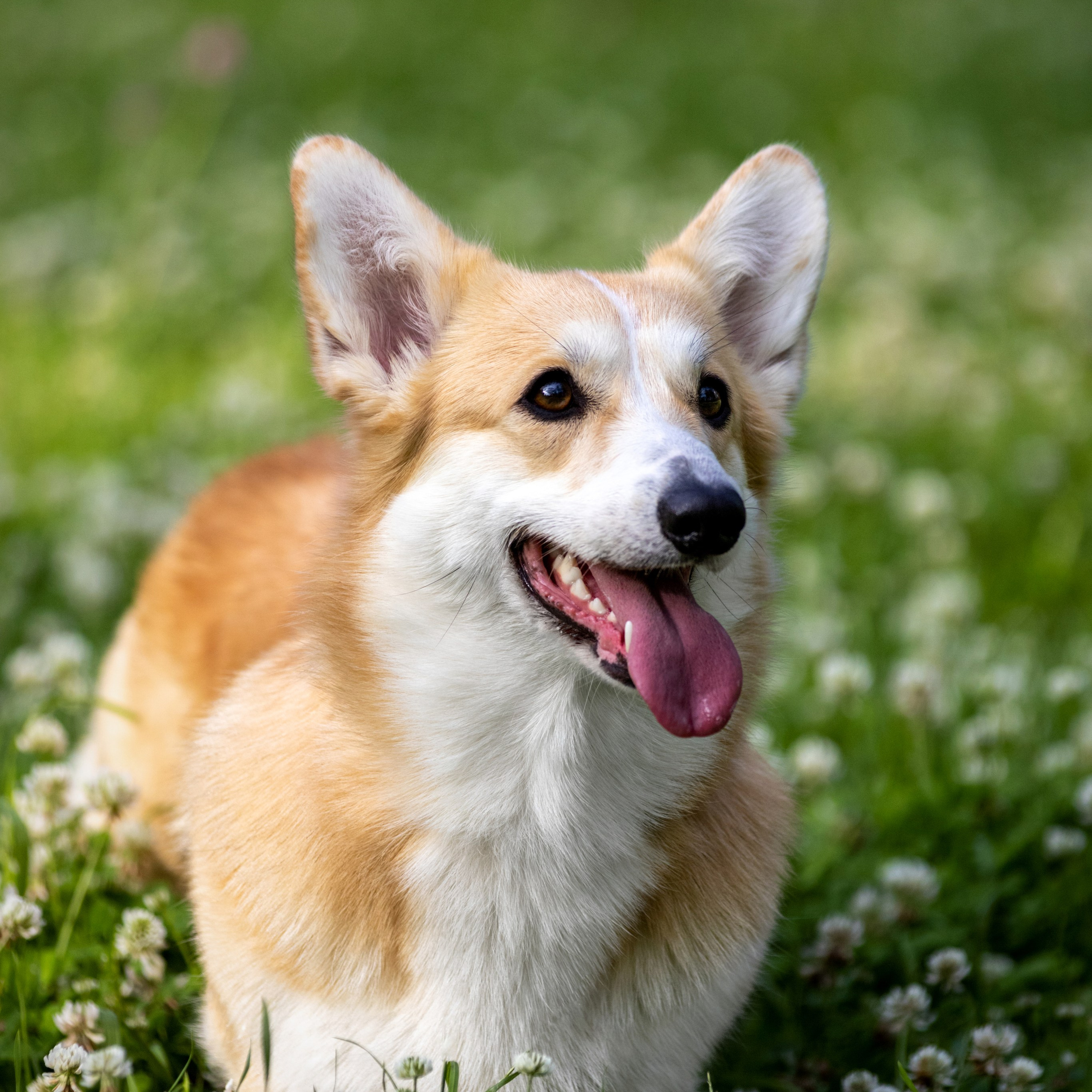 Отзывы. Фотограф — анималист в Москве и области Ольга Петракова