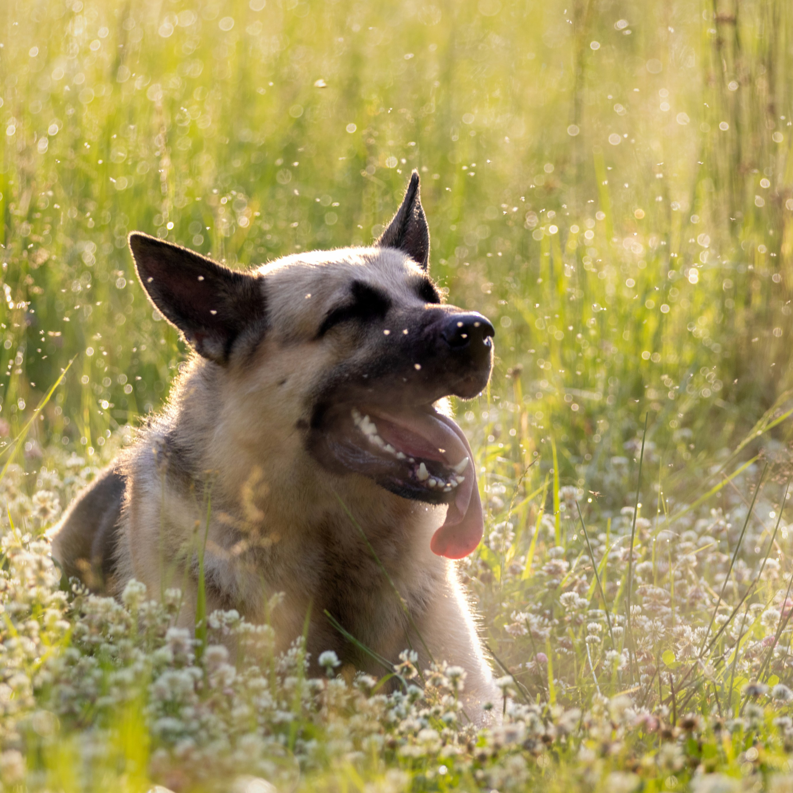 Отзывы. Фотограф — анималист в Москве и области Ольга Петракова