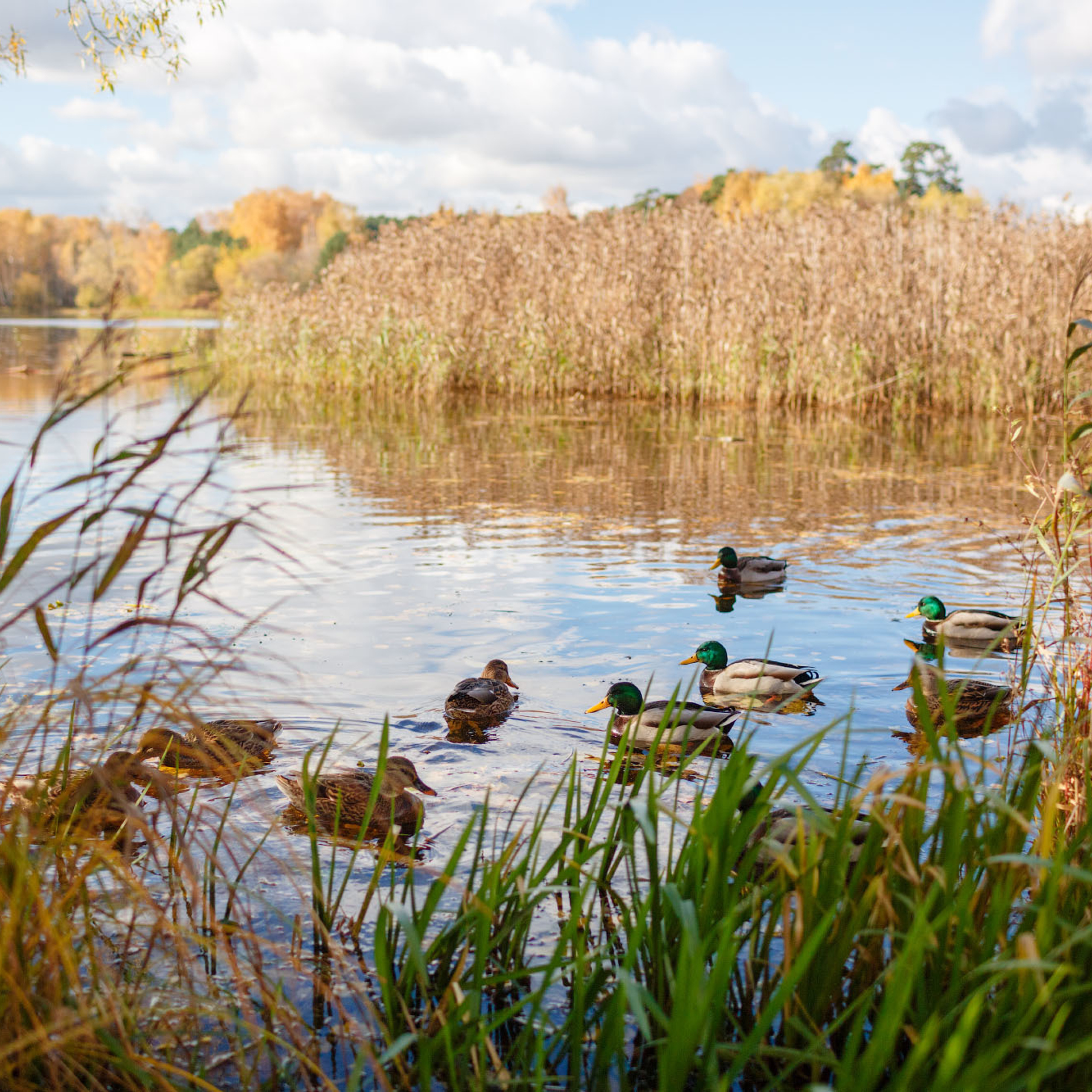 Семейная фотосессия в Серебряном Бору. Фотограф в Москве Татьяна Байкова