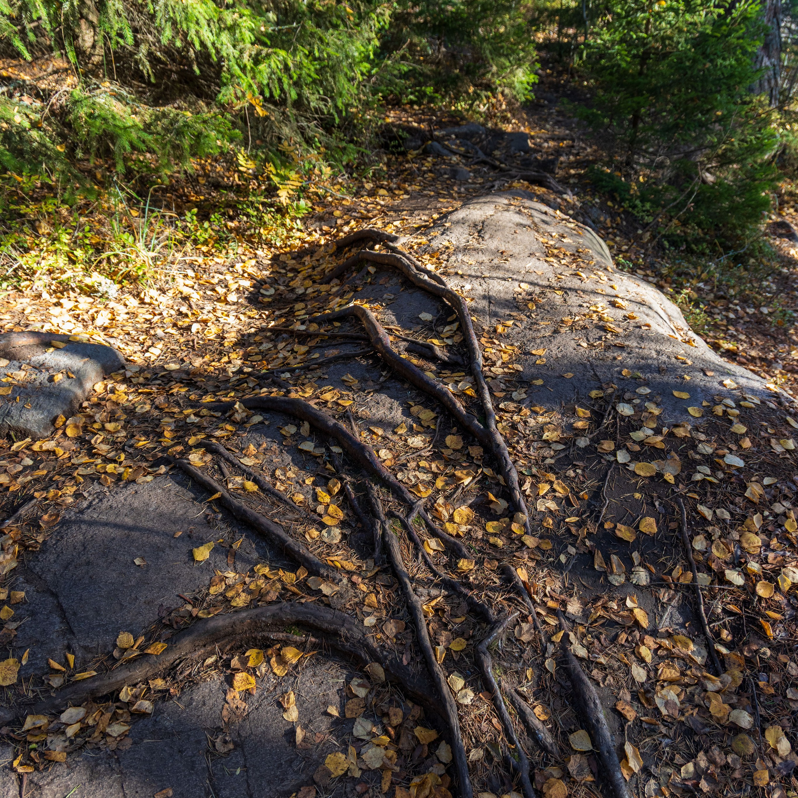 Природа Карелии октябрь 2025. Портретный и семейный фотограф Санкт-Петербург