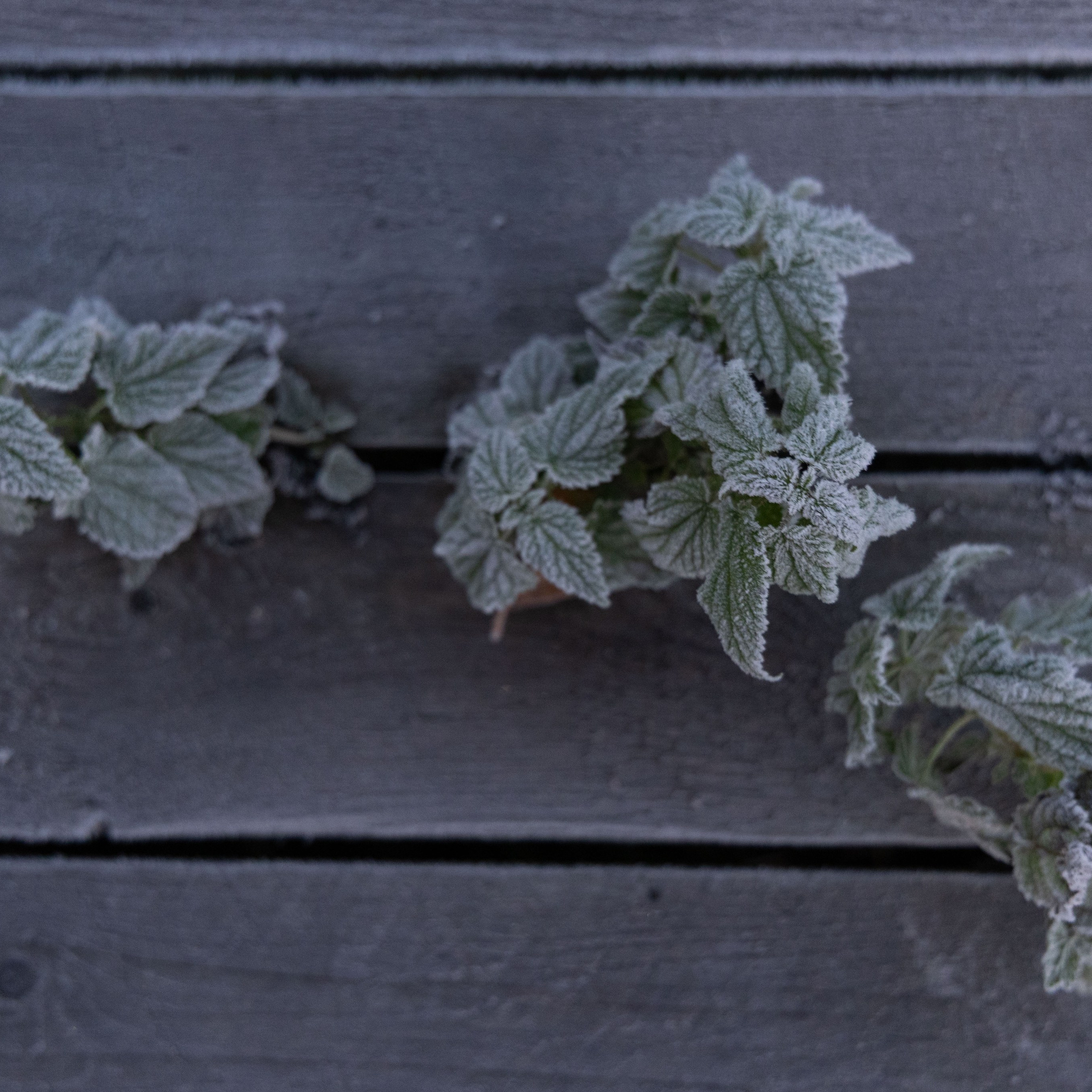 Природа Карелии октябрь 2025. Портретный и семейный фотограф Санкт-Петербург