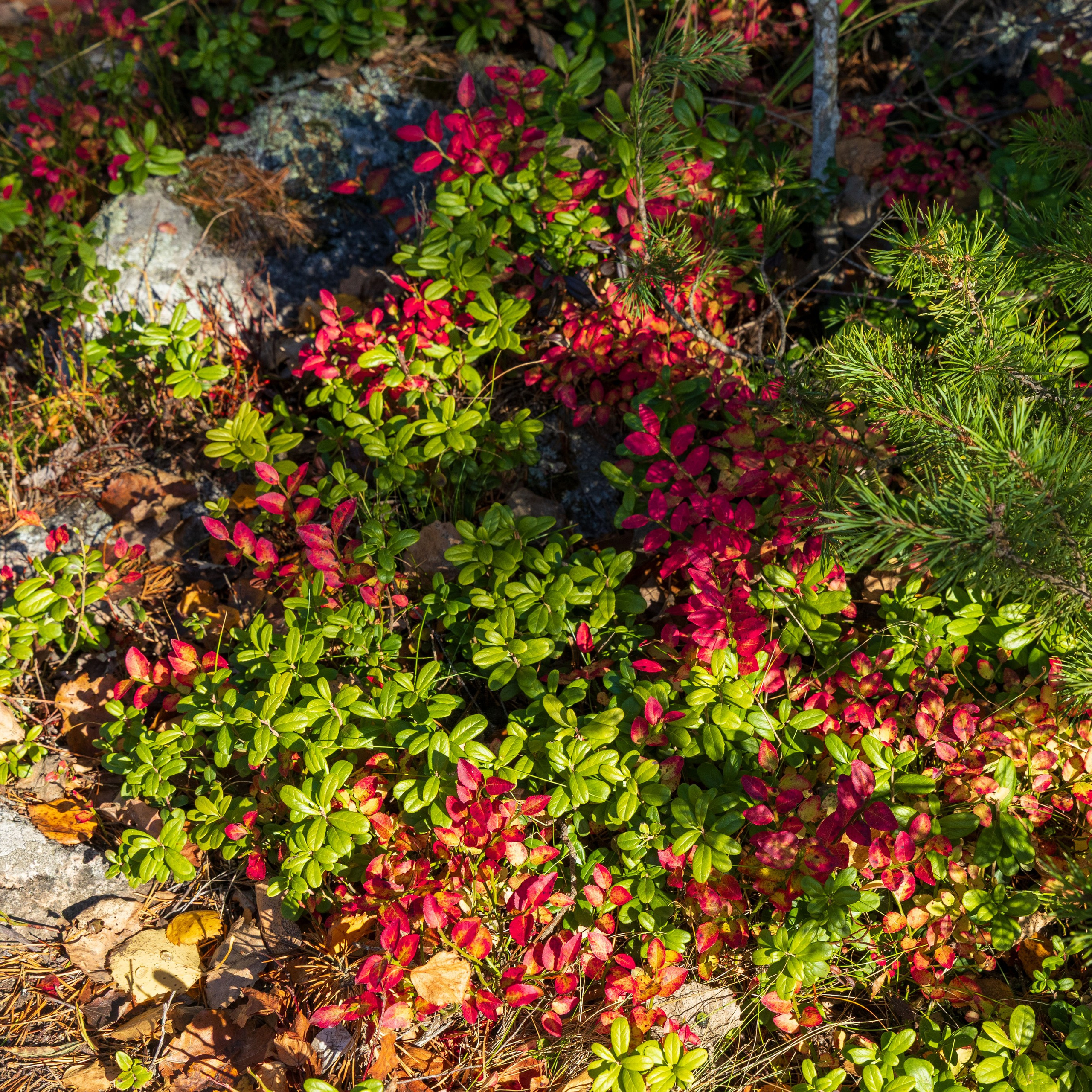 Природа Карелии октябрь 2025. Портретный и семейный фотограф Санкт-Петербург