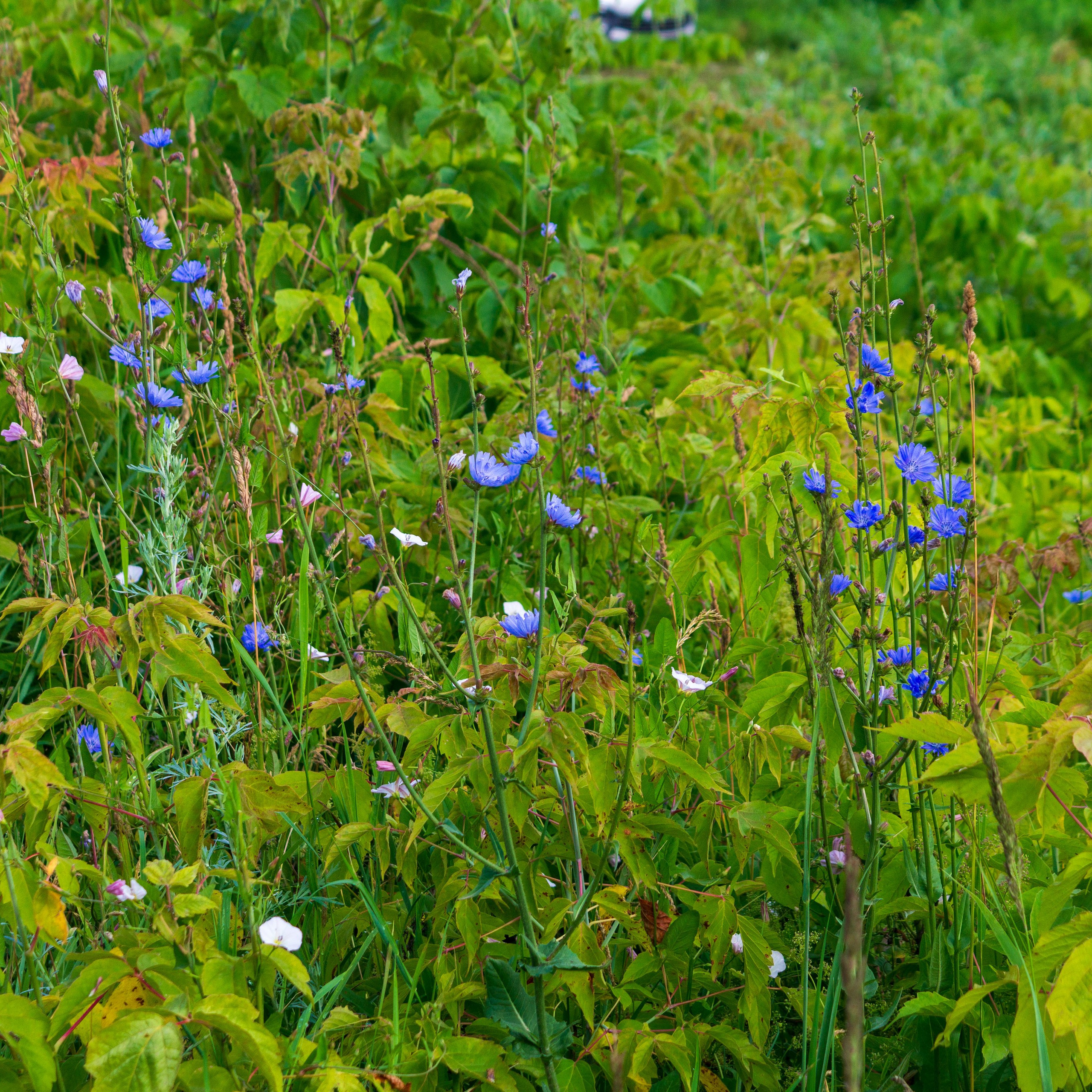 Г. Вятские Поляны лето 2025. Портретный и семейный фотограф Санкт-Петербург