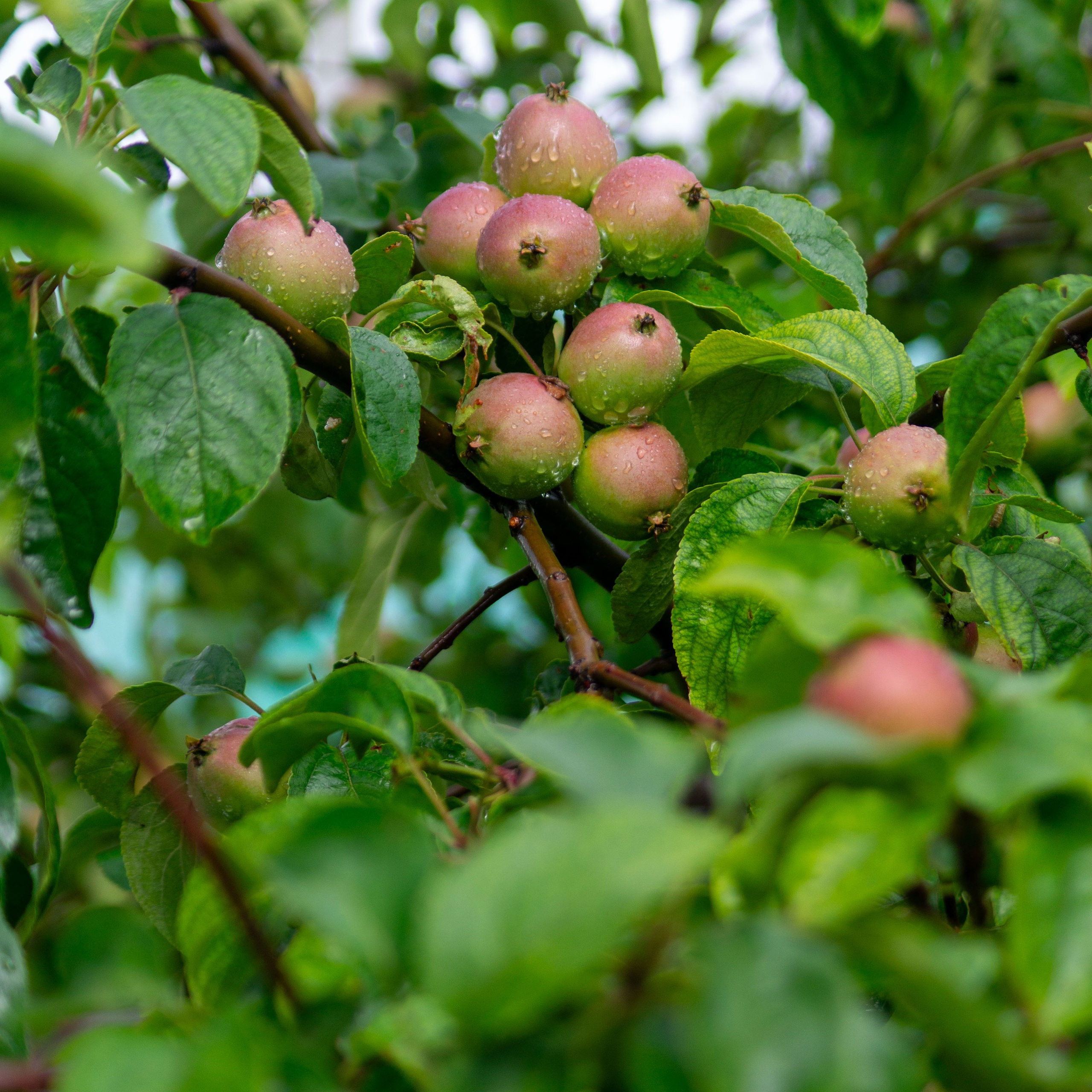 Г. Вятские Поляны лето 2025. Портретный и семейный фотограф Санкт-Петербург