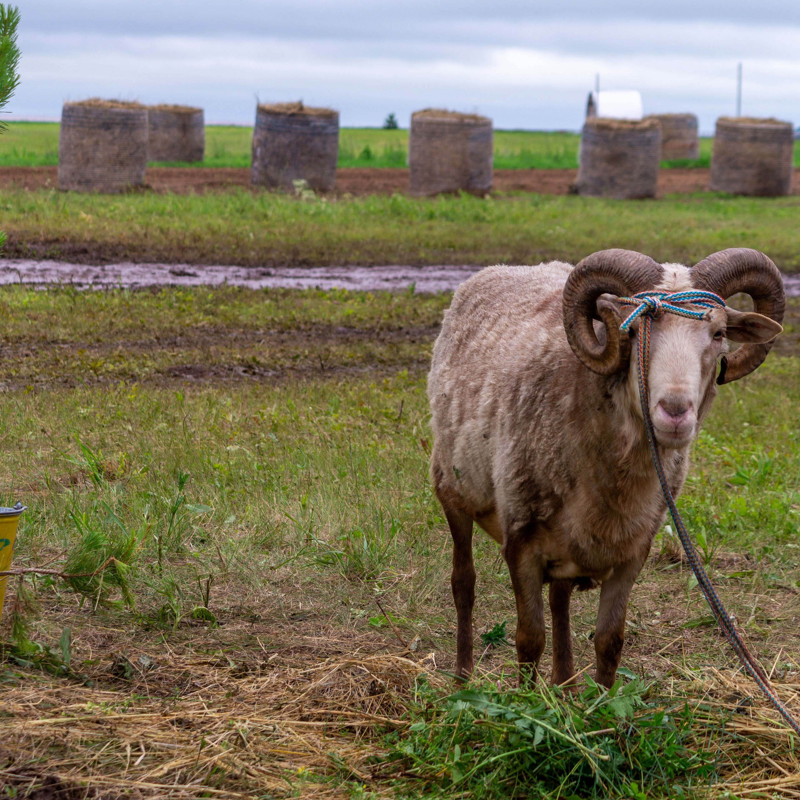 Всероссийский собантуй 2025. Портретный и семейный фотограф Санкт-Петербург