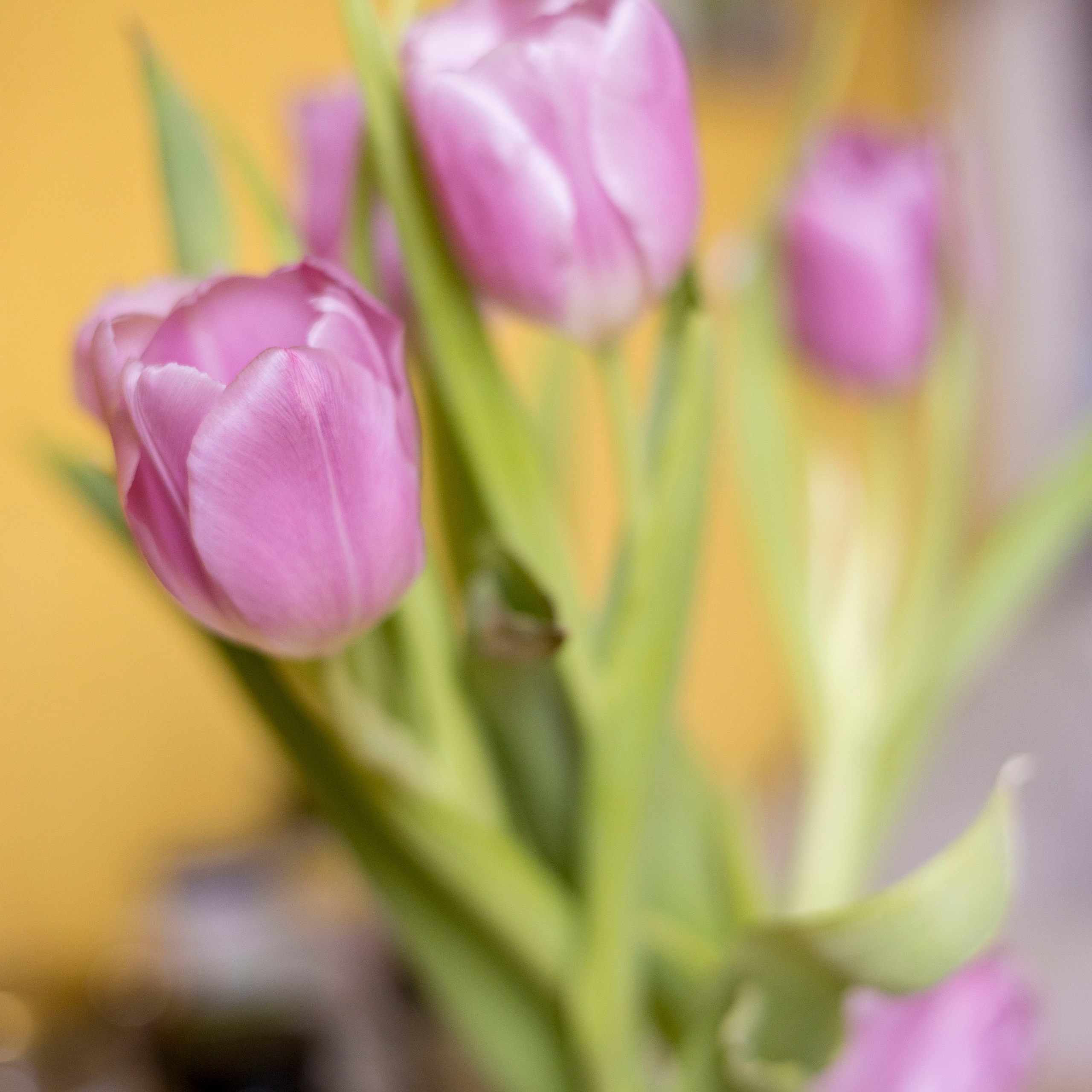 Разности. Портретный и семейный фотограф Санкт-Петербург