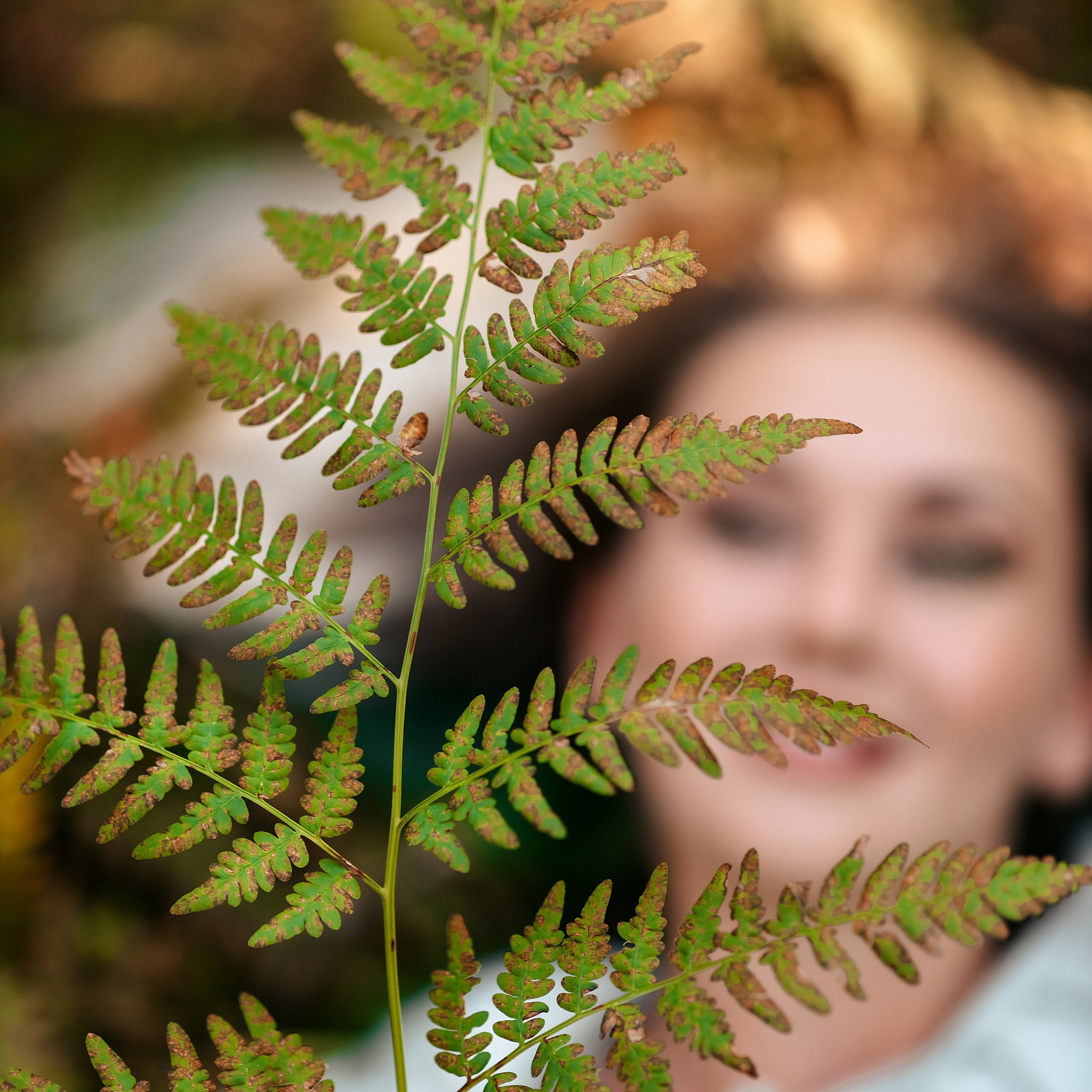 В папоротниках