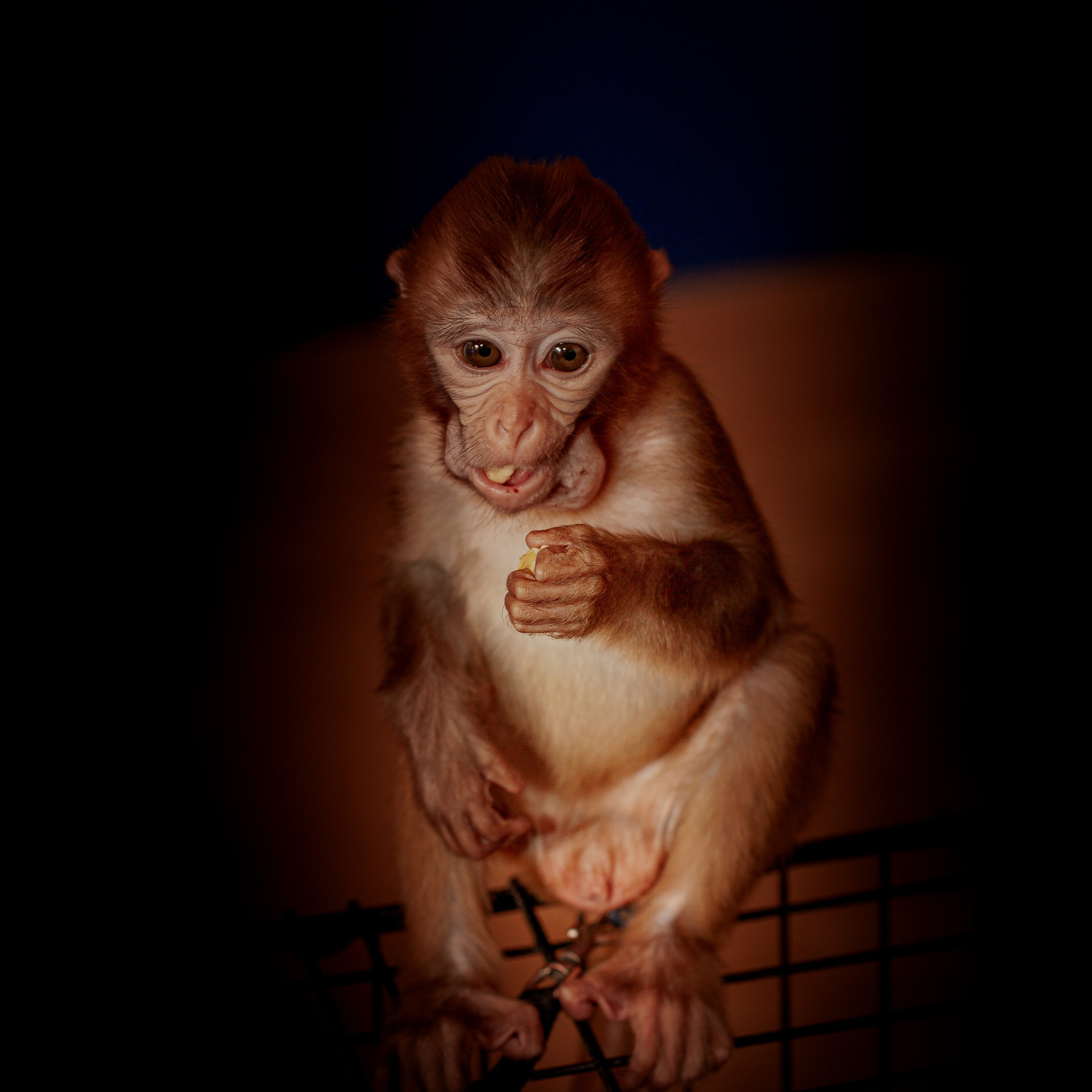 Фотосессия обезьянки