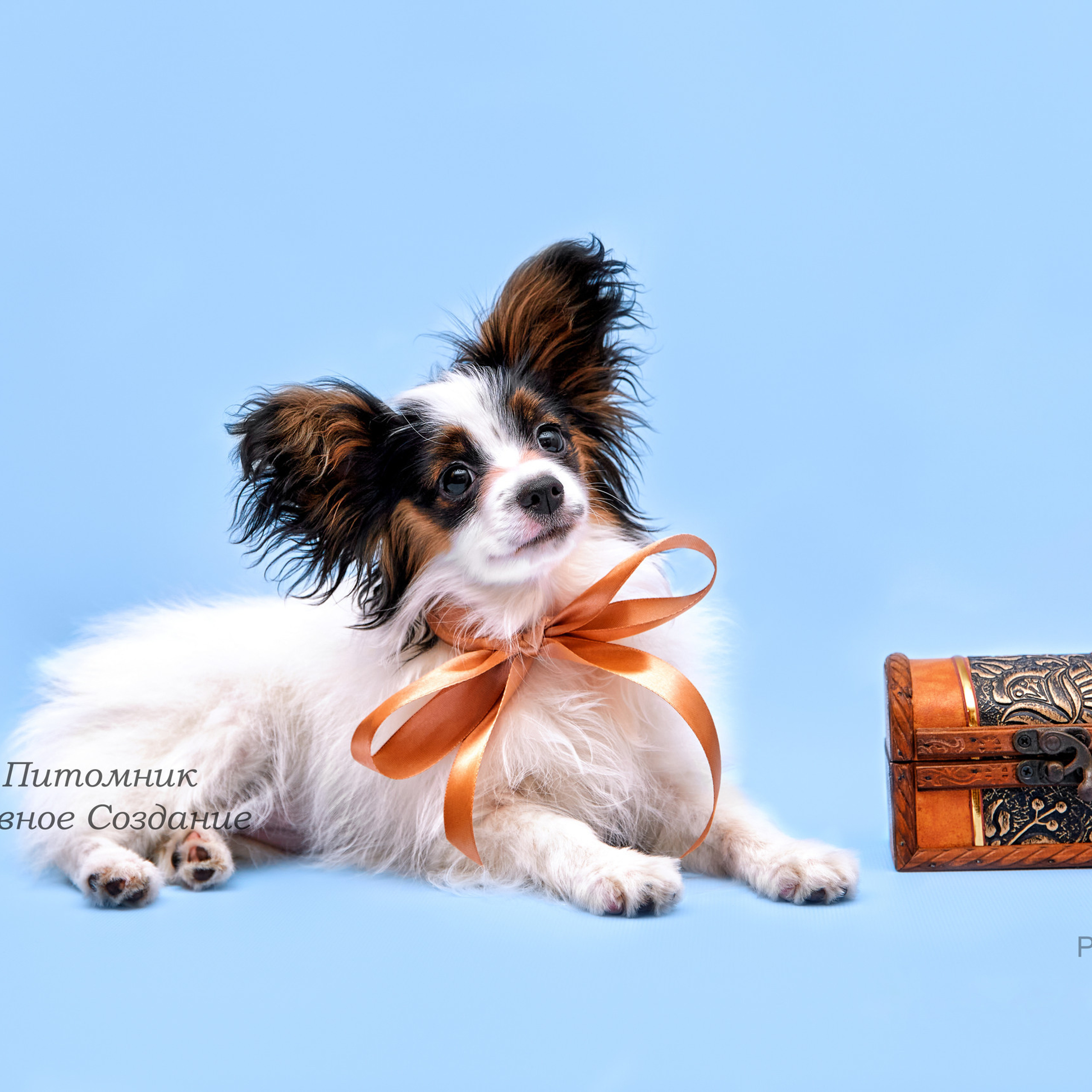 Отзывы о фотографе Мячиковой Наталье. Детский и семейный фотограф в Нижнем Новгороде Мячикова Наталья