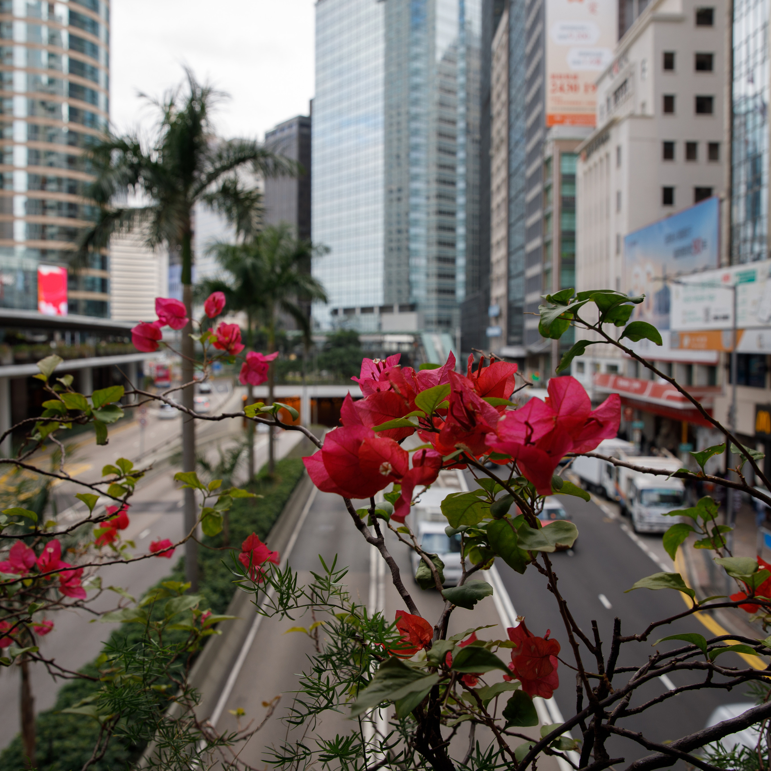 Гон Конг. Зеленый город