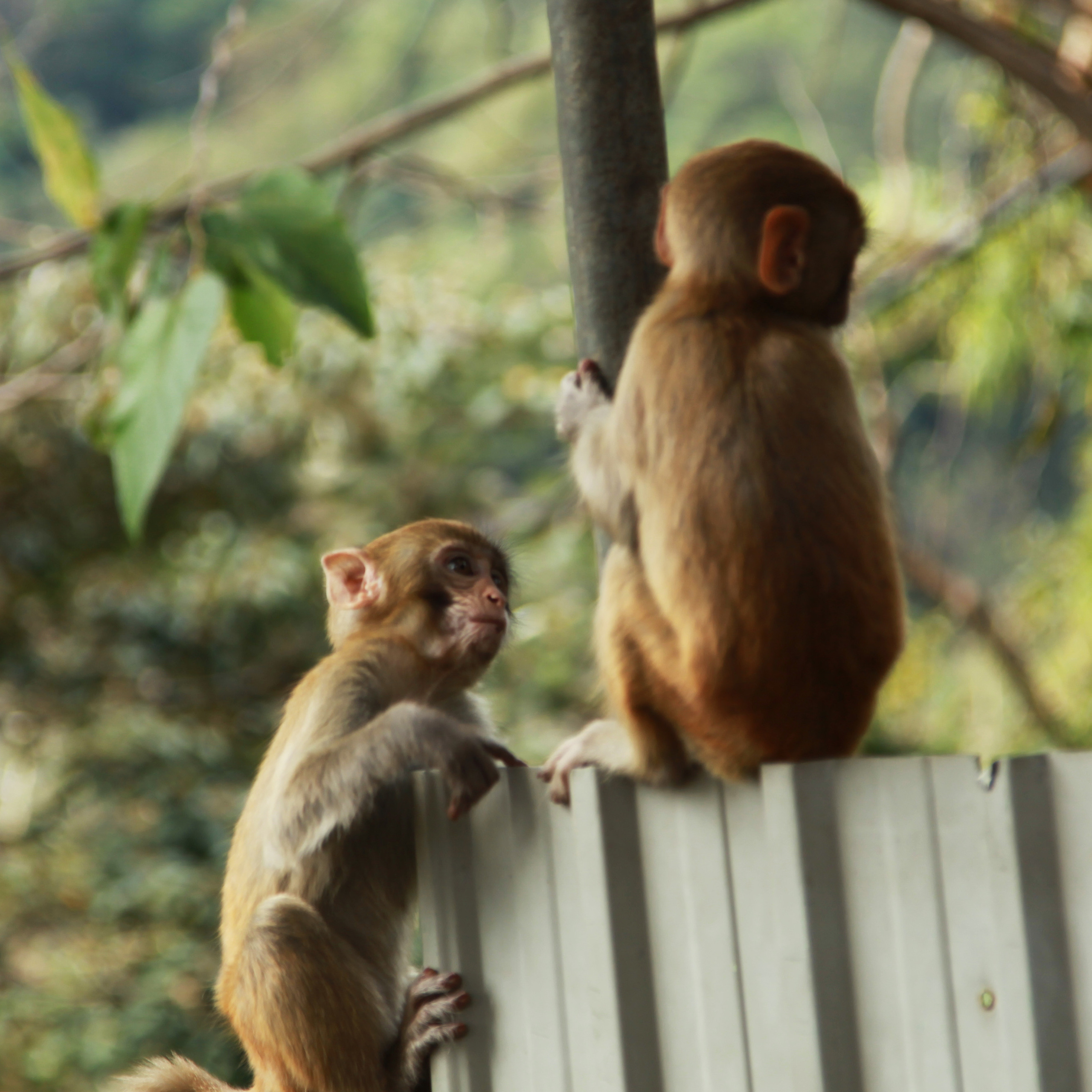 Гон Конг. Обезьянки / 2017