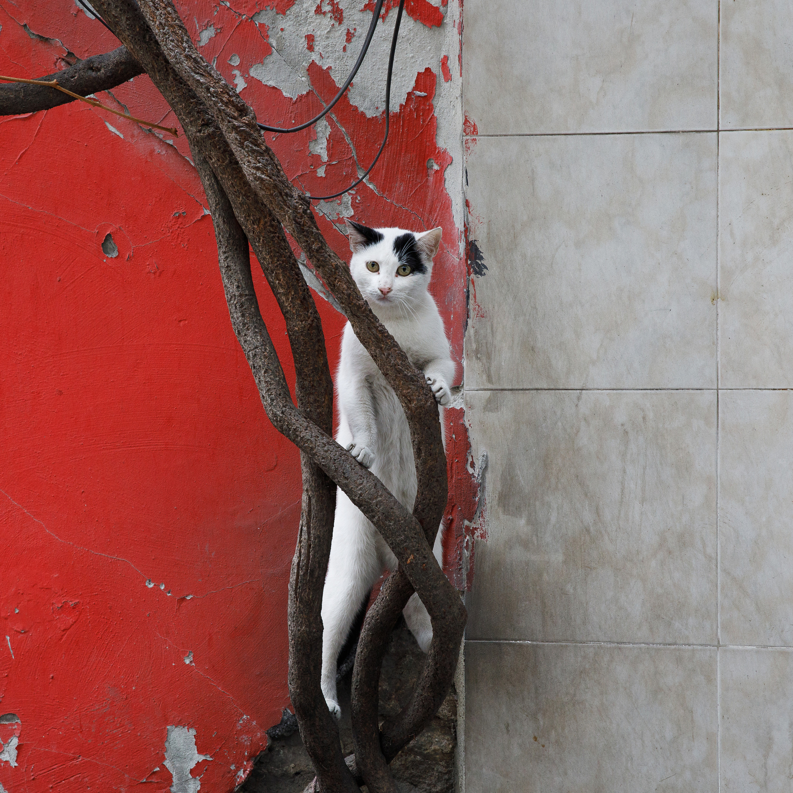 Стамбул. Город кошек