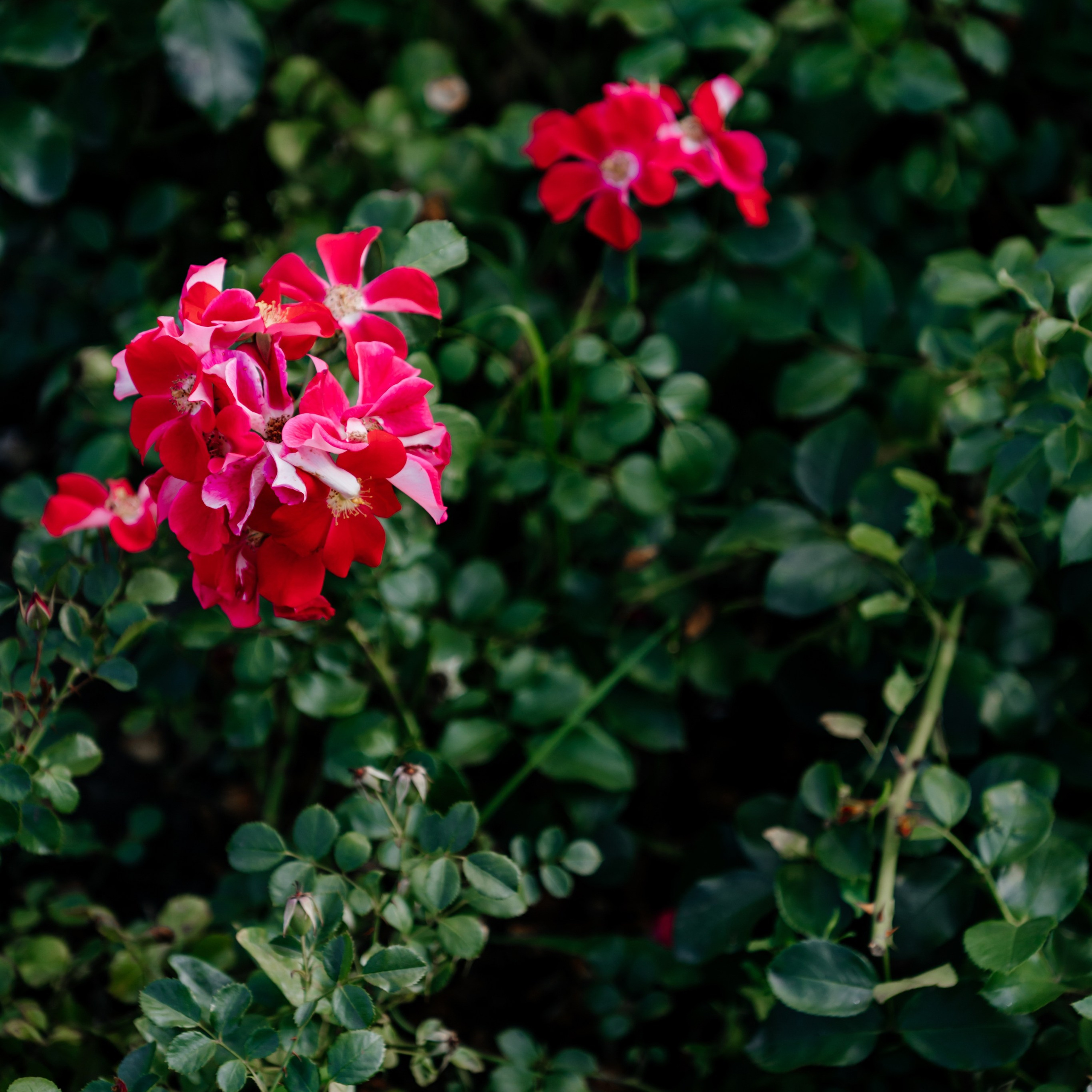Василий и Анастасия. Фотограф в Тамбове Дарья Выжанова