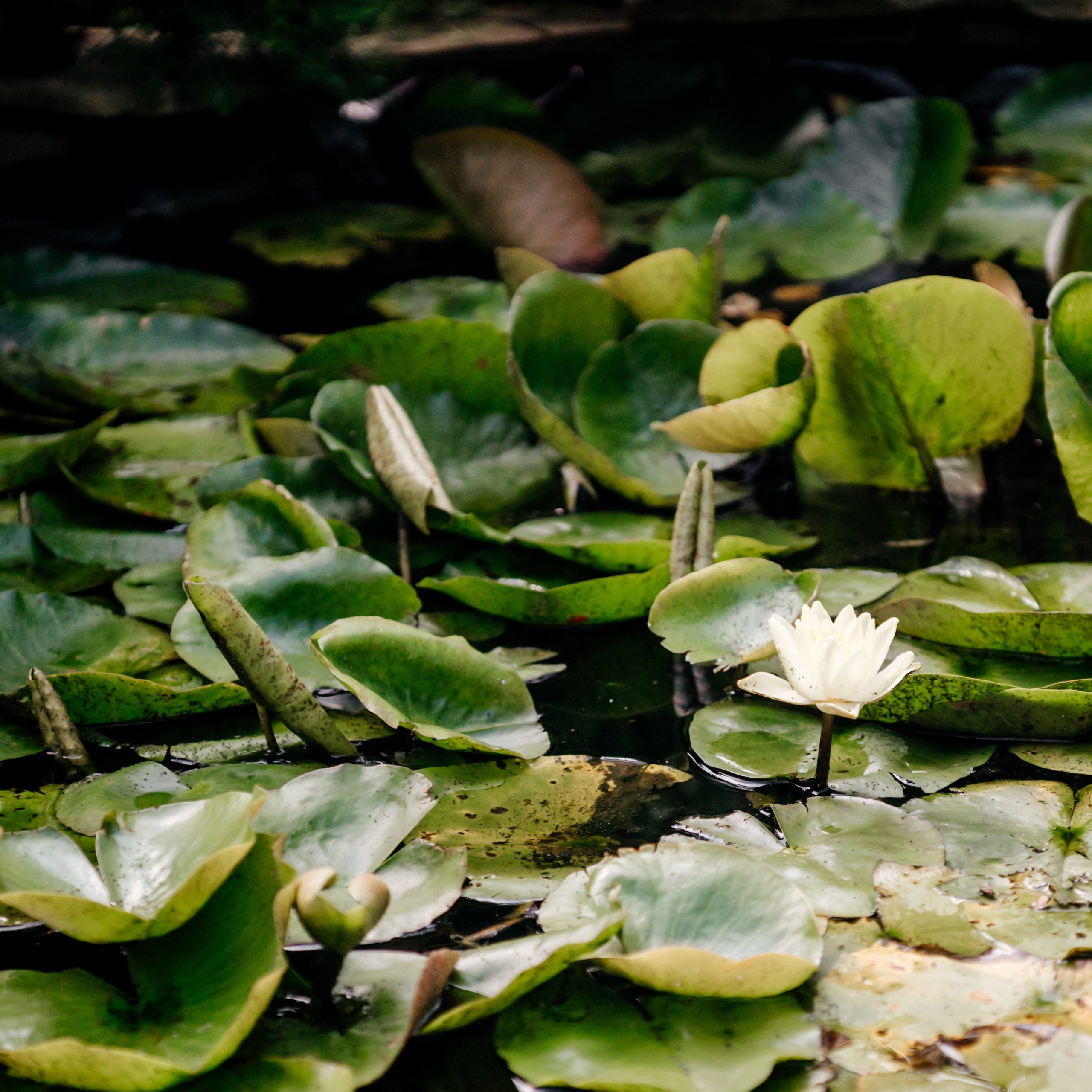 Василий и Анастасия. Фотограф в Тамбове Дарья Выжанова