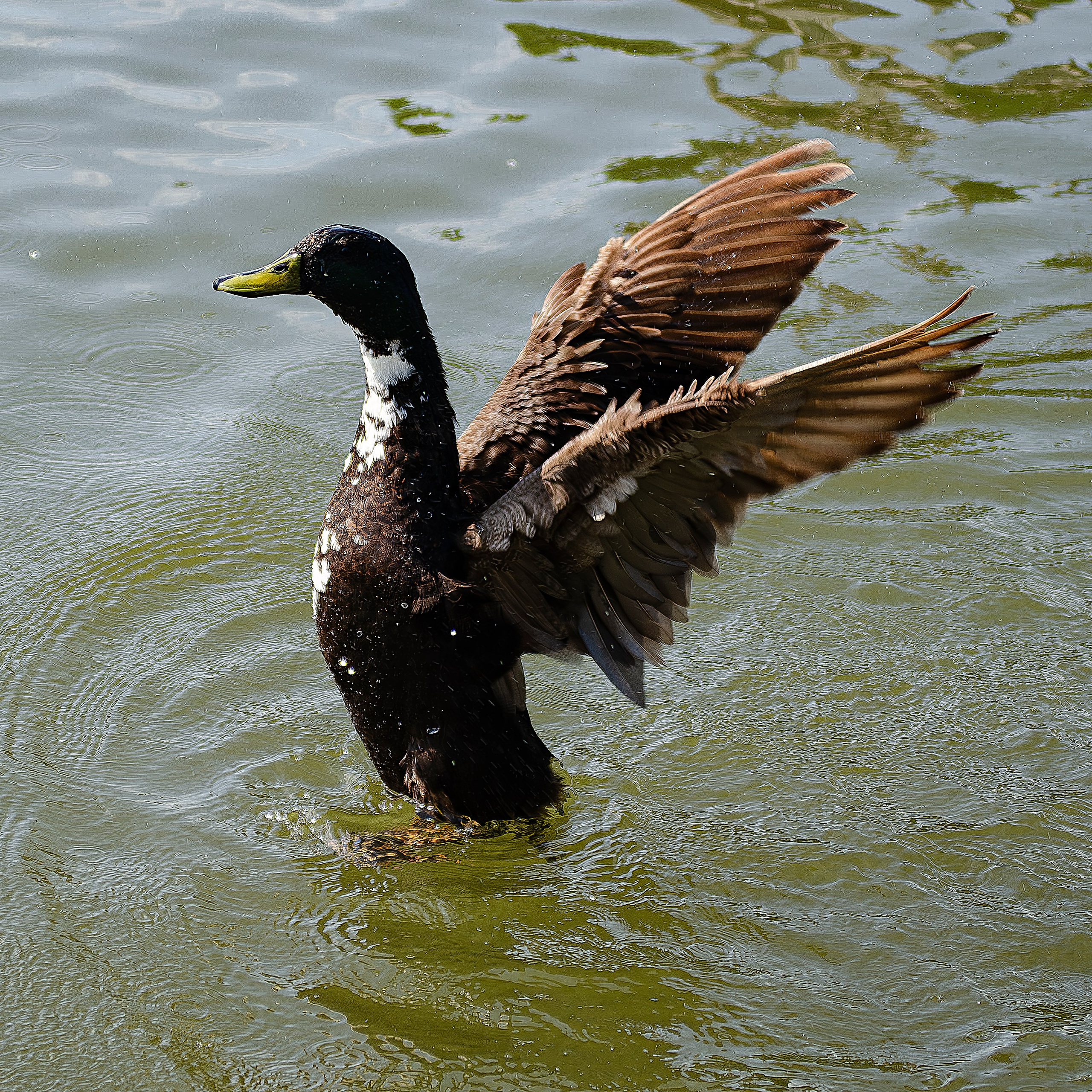 Птицы.Животные
