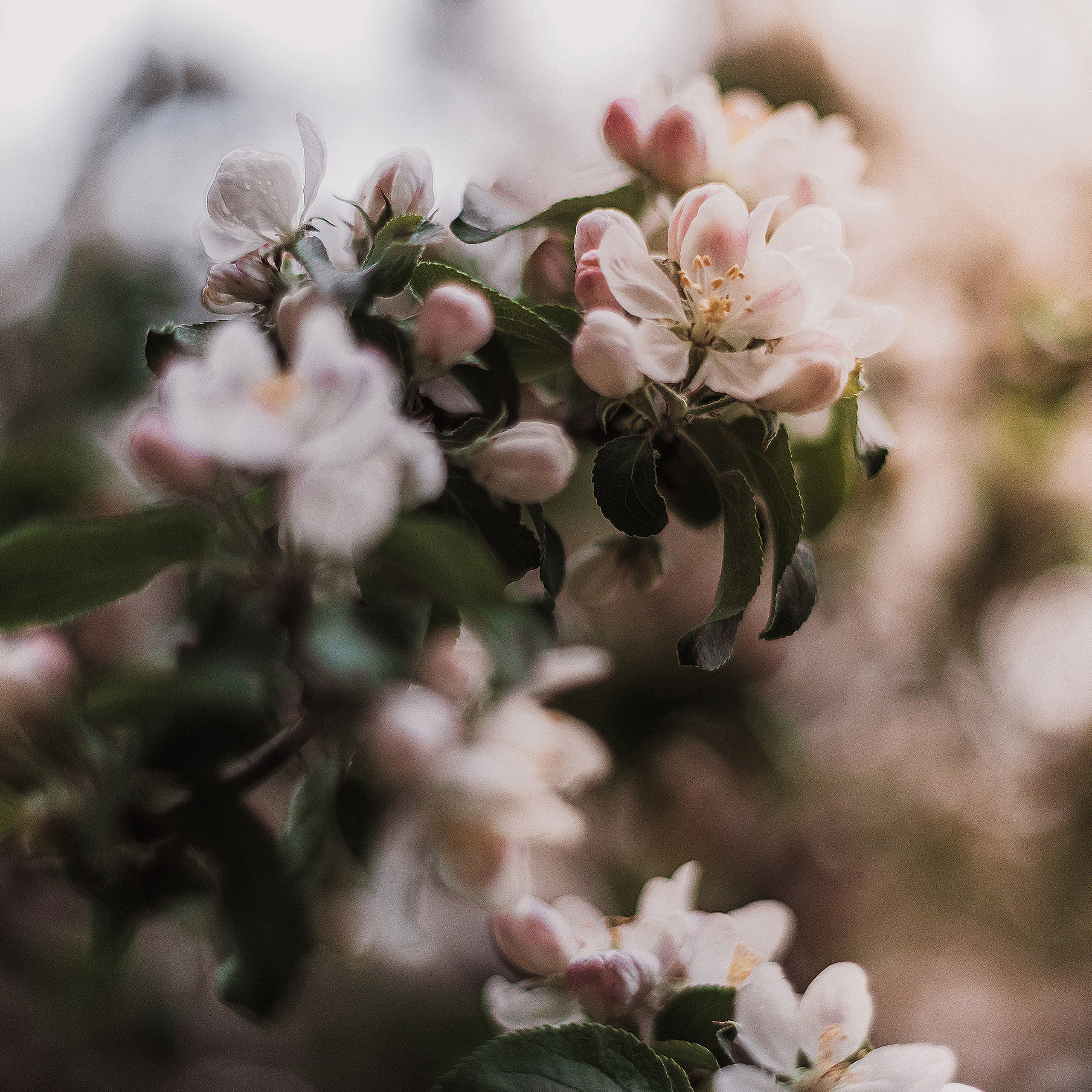 Розовые облака