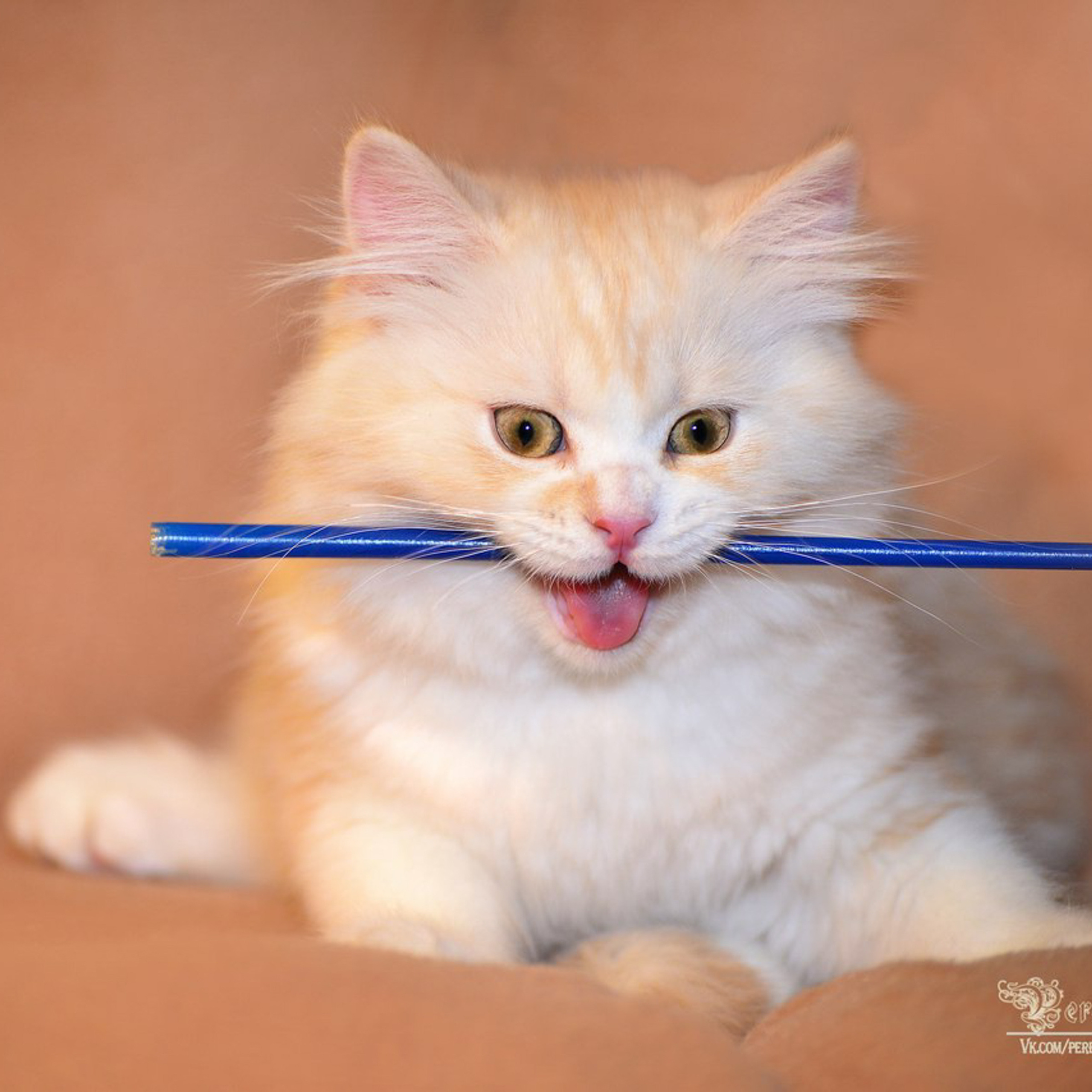 Отзывы о работе фотографа Сергея Пересвета в Москве. Ваш фотограф на праздник в Москве, Раменском, Жуковском, Люберцах