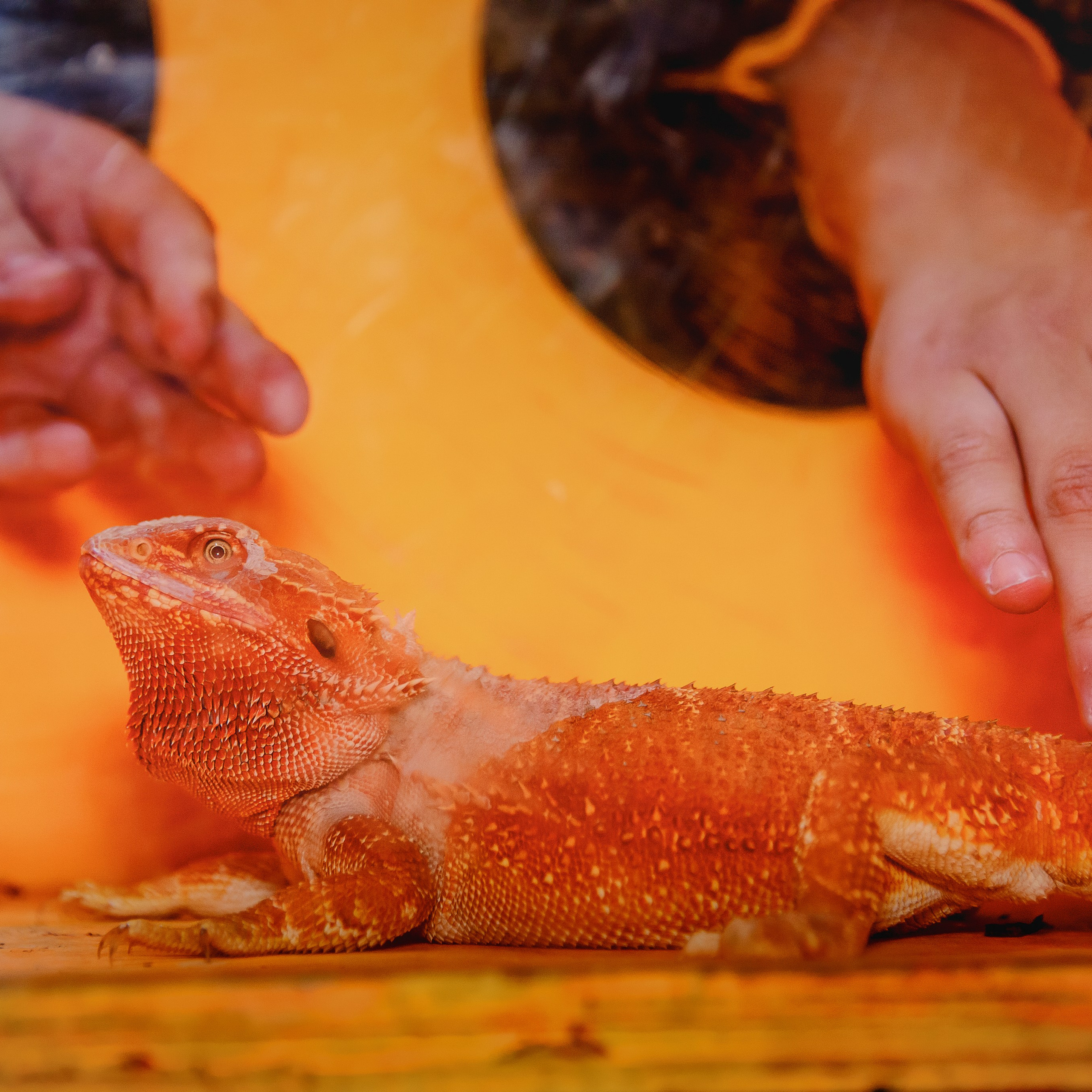 Треш-коробка