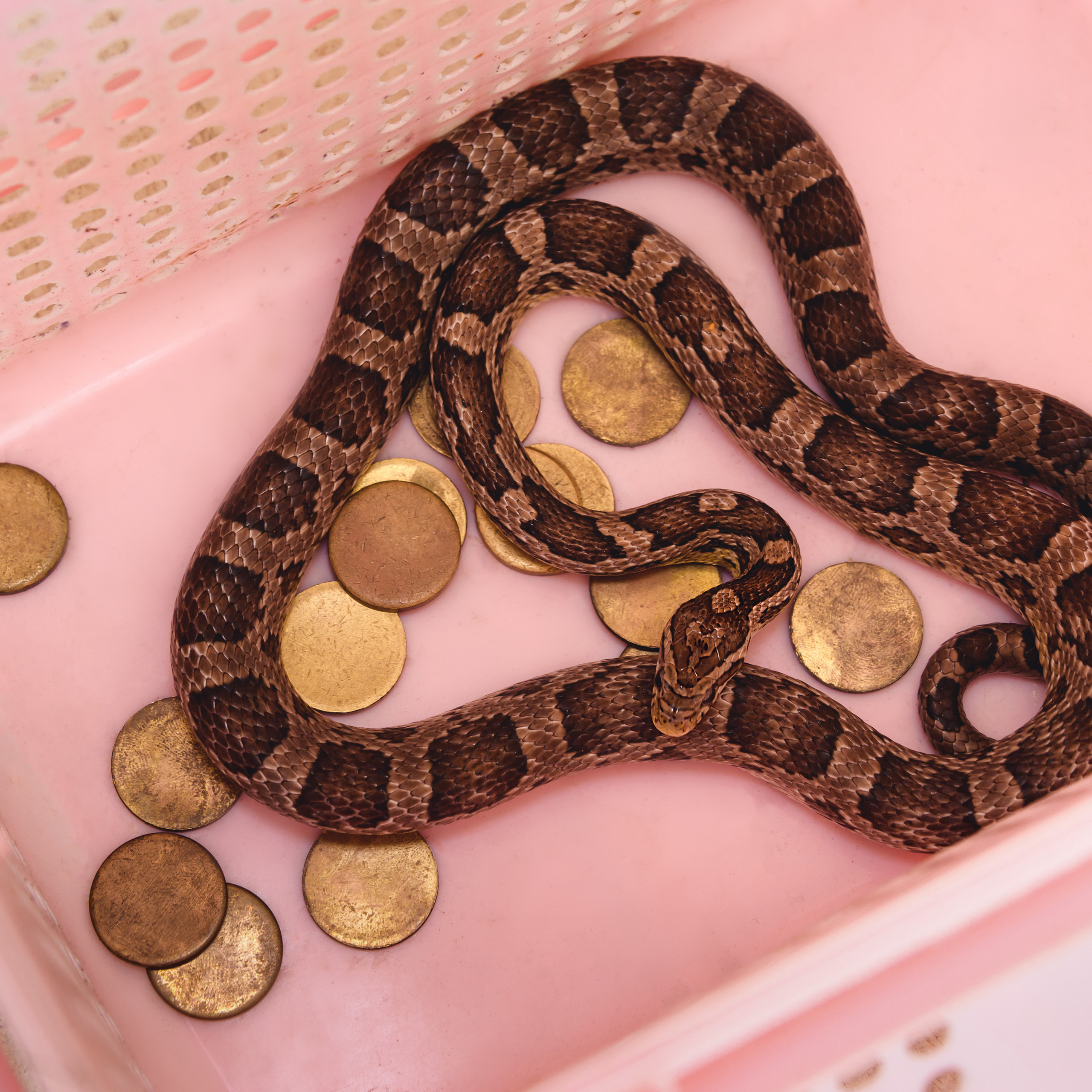 «Джуманджи» выездной квест, научное шоу, Москва